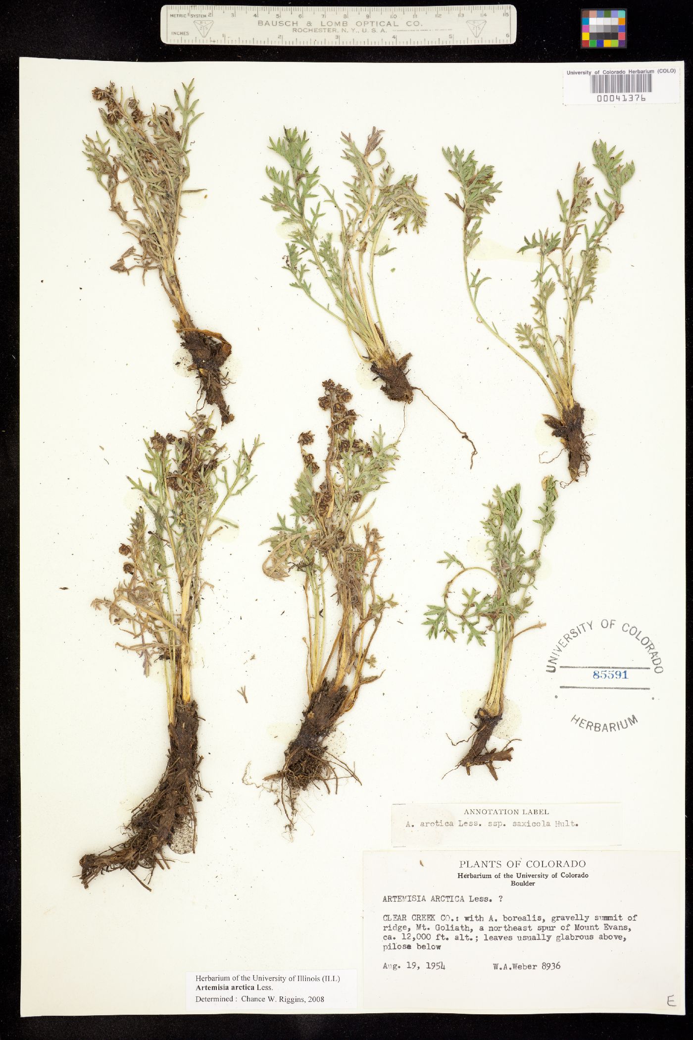 Artemisia arctica subsp. saxicola image