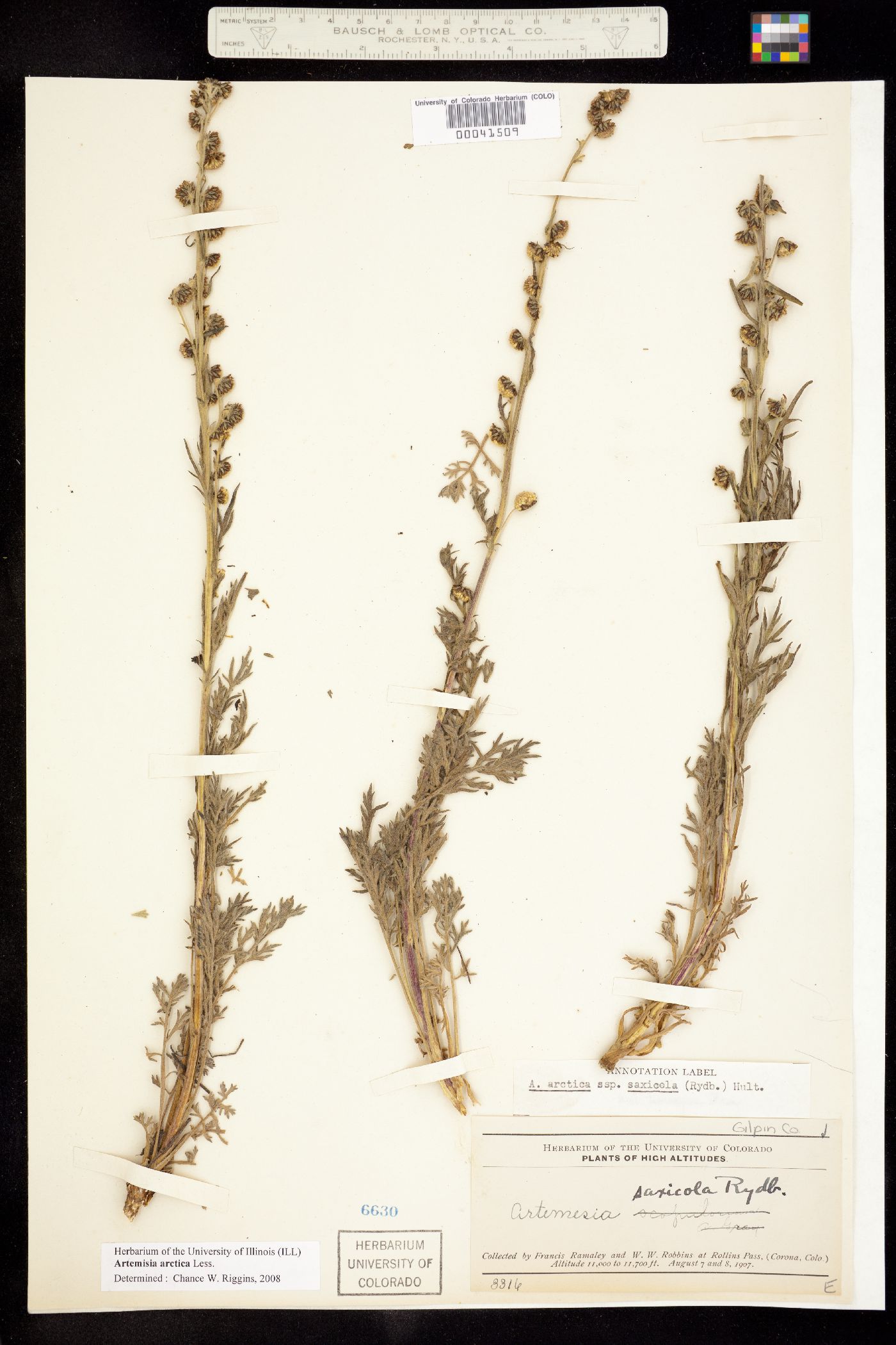 Artemisia arctica subsp. saxicola image