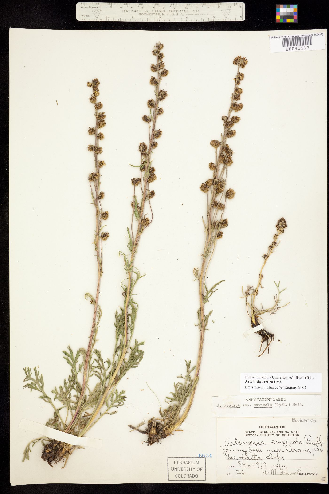 Artemisia arctica ssp. saxicola image