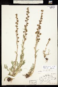 Artemisia arctica subsp. saxicola image
