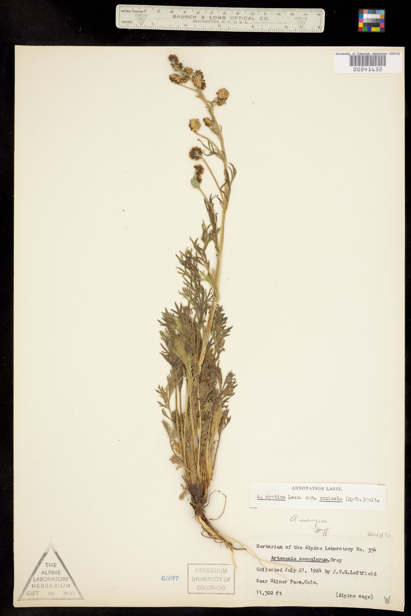 Artemisia arctica subsp. saxicola image