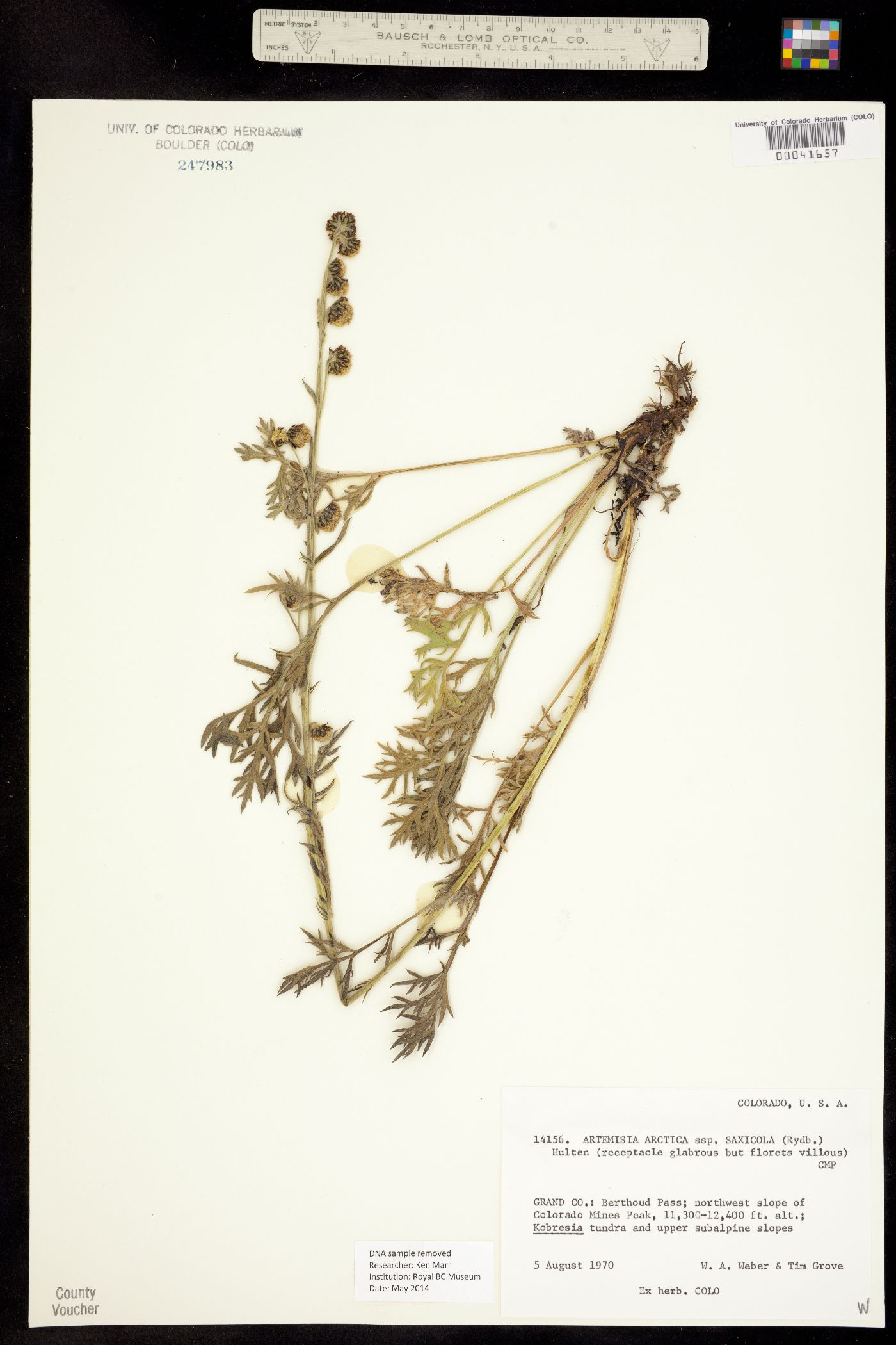 Artemisia arctica ssp. saxicola image
