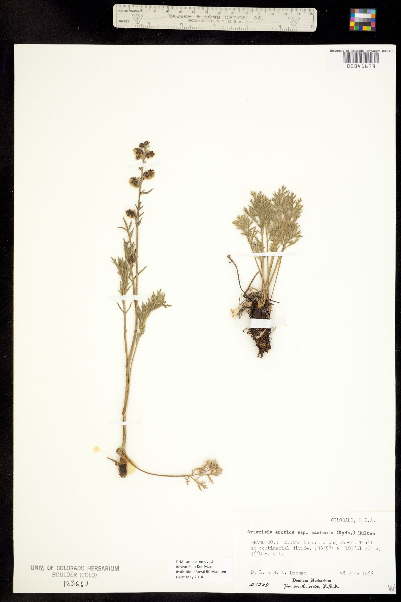 Artemisia arctica subsp. saxicola image