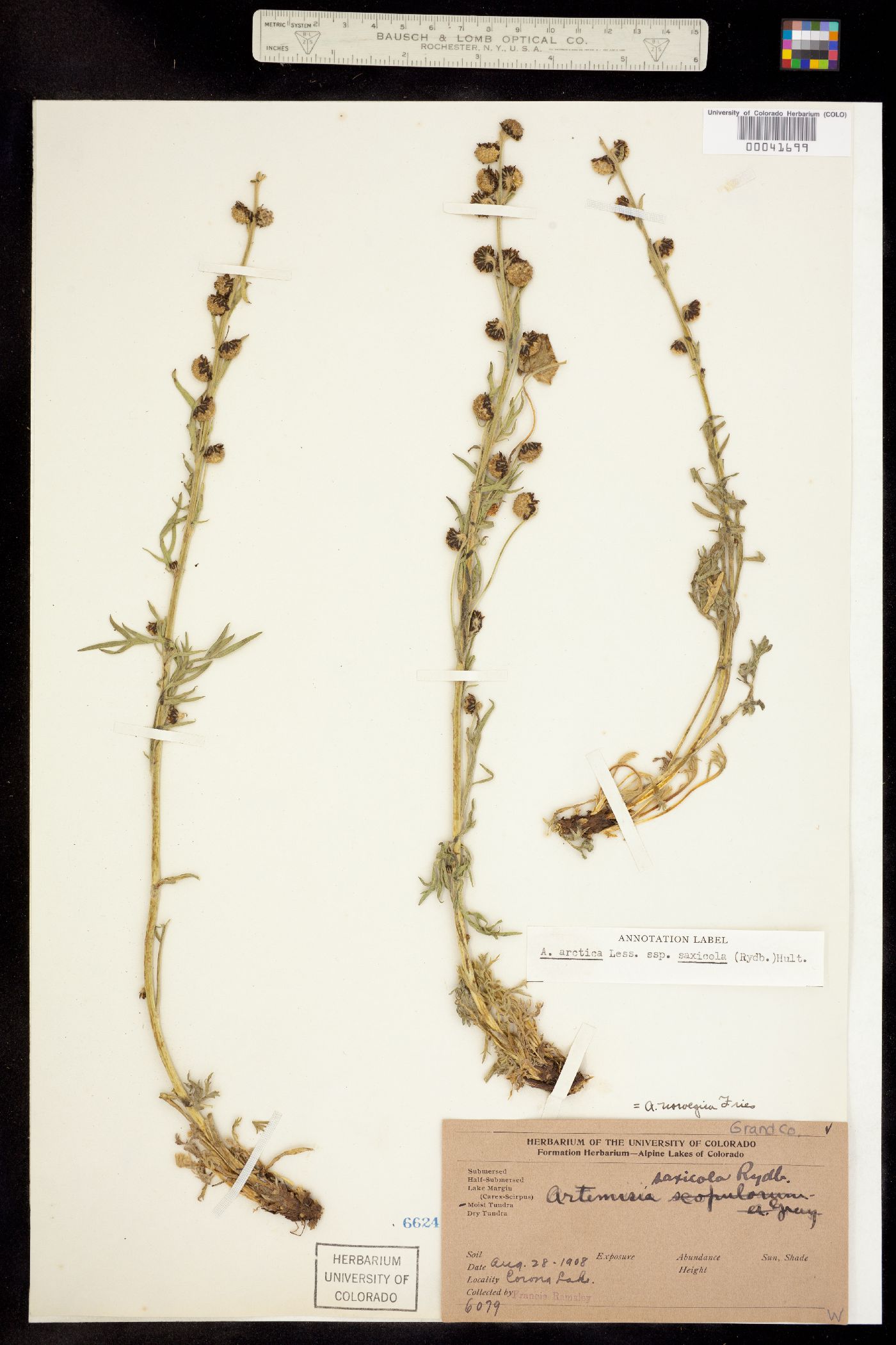 Artemisia arctica subsp. saxicola image