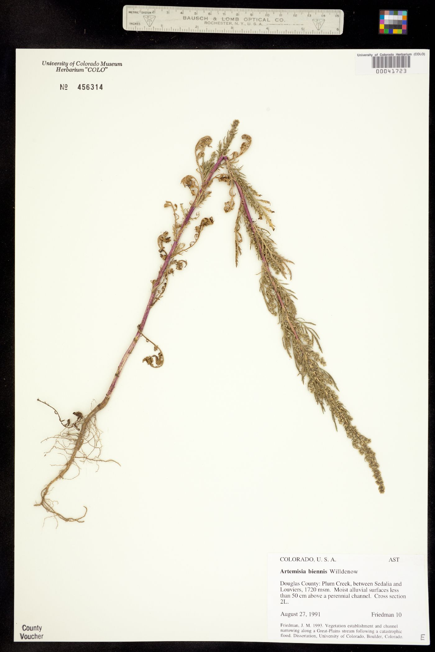 Artemisia biennis image