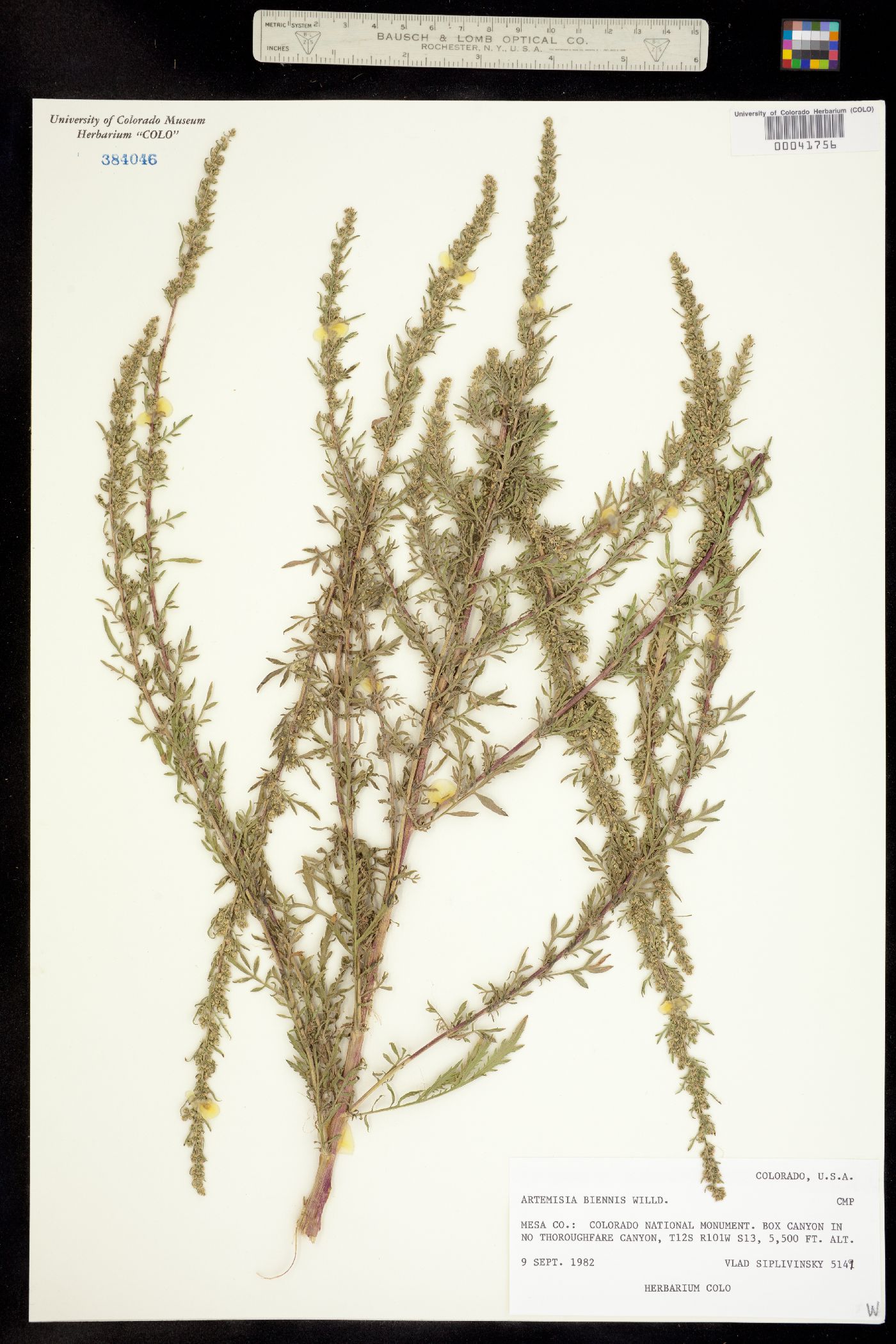 Artemisia biennis image
