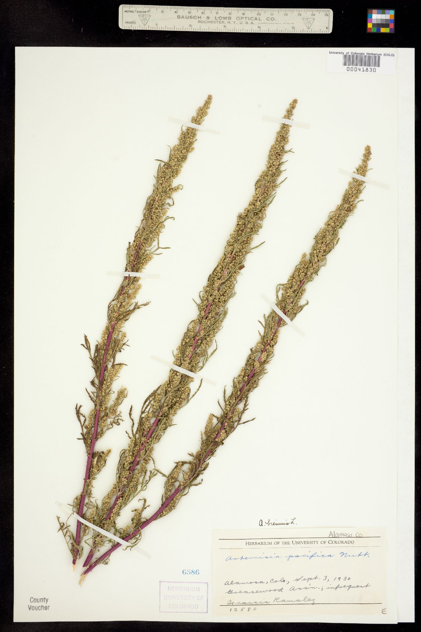Artemisia biennis image