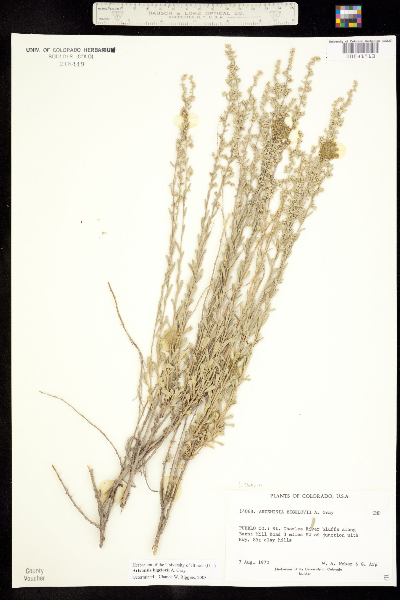 Artemisia bigelovii image