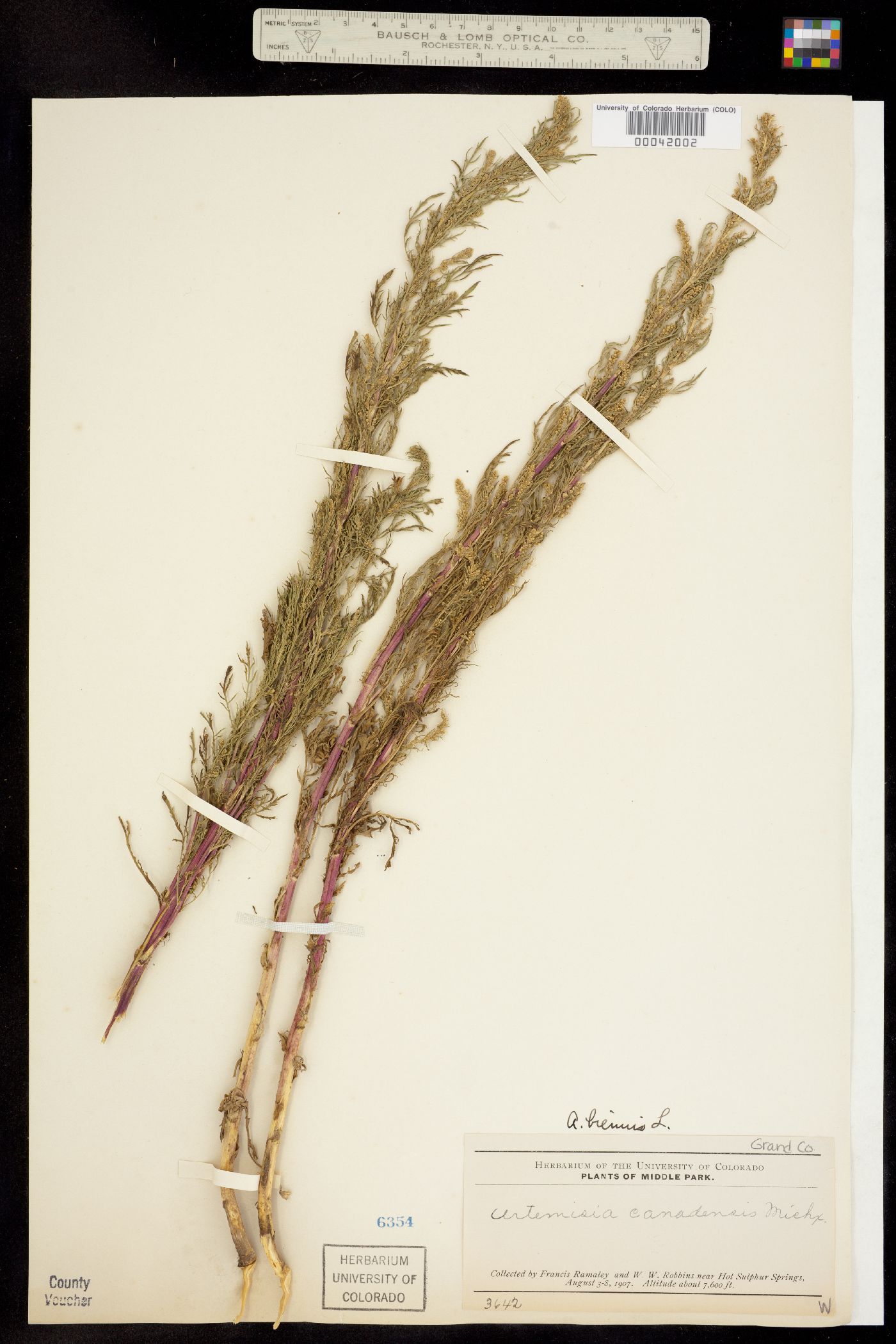 Artemisia biennis image