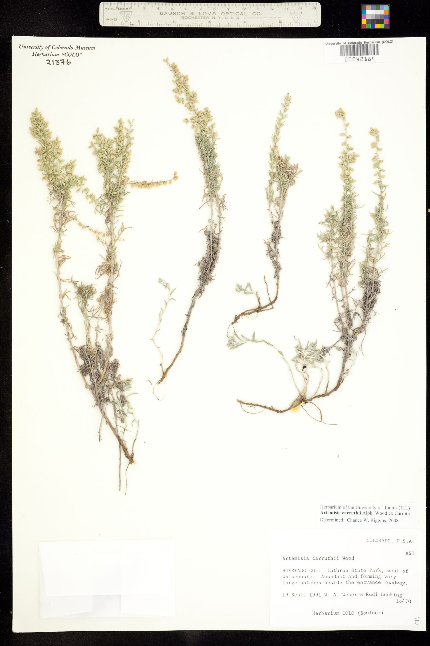 Artemisia carruthii image