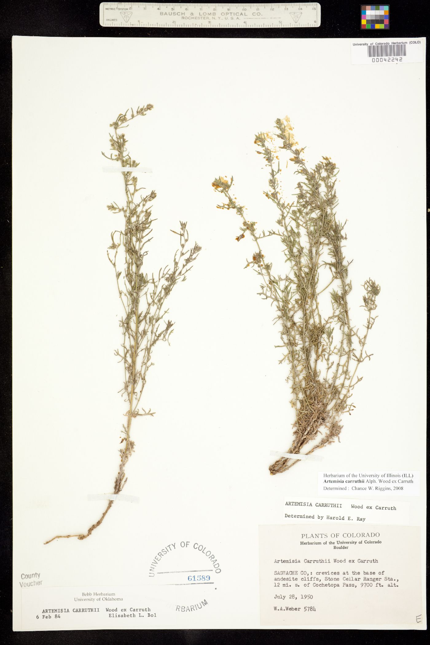 Artemisia carruthii image