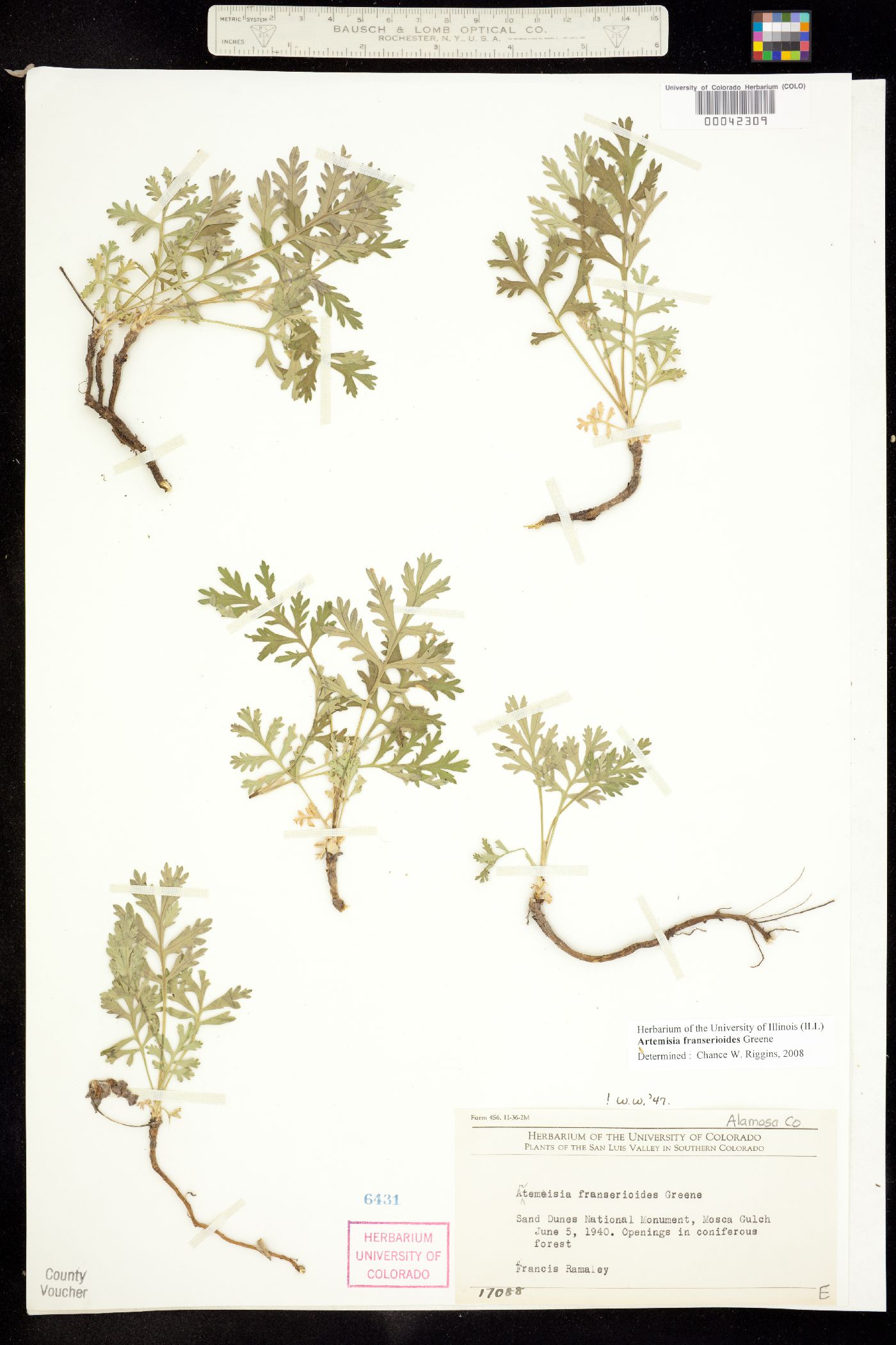 Artemisia franserioides image