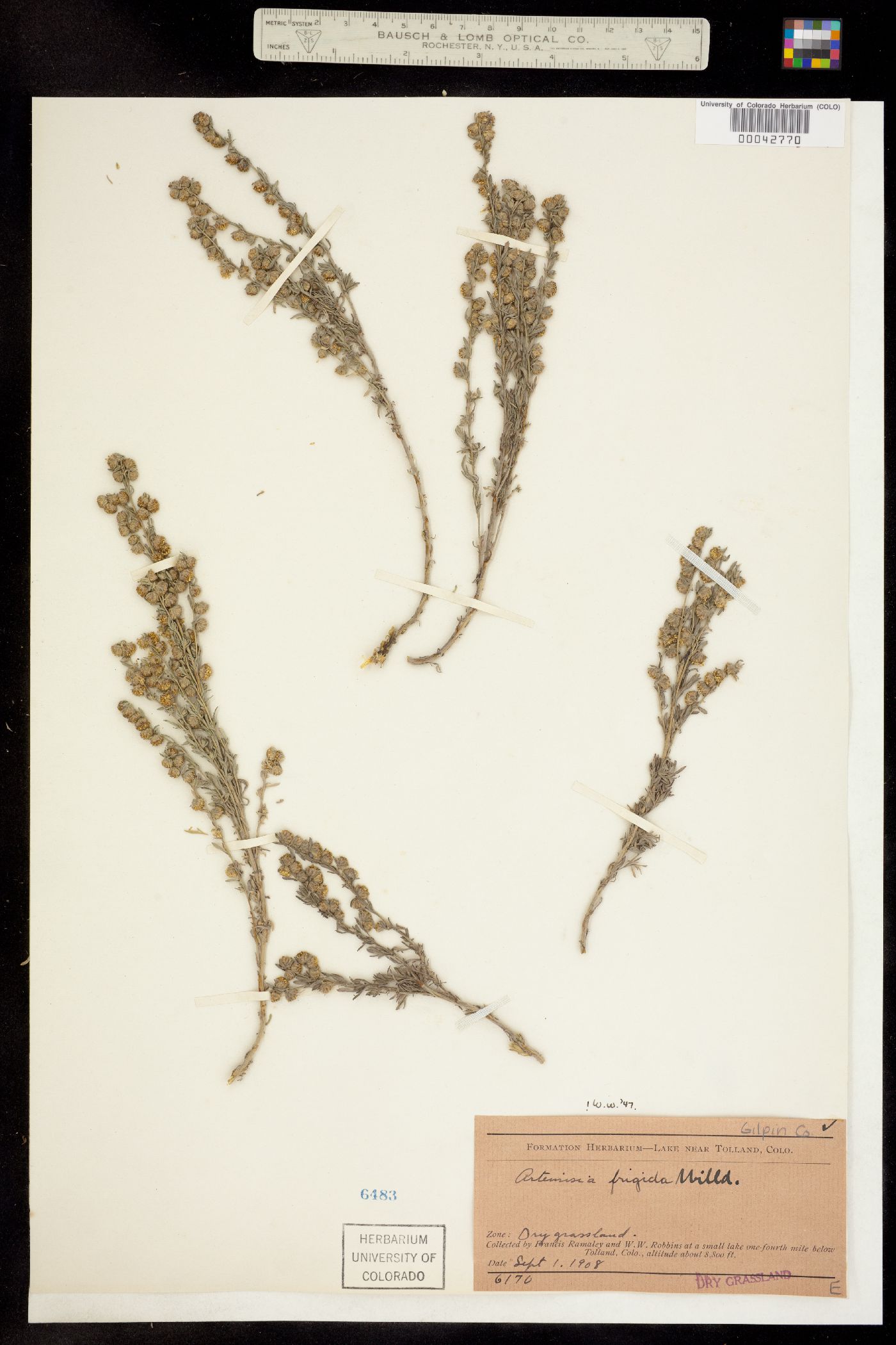 Artemisia frigida image