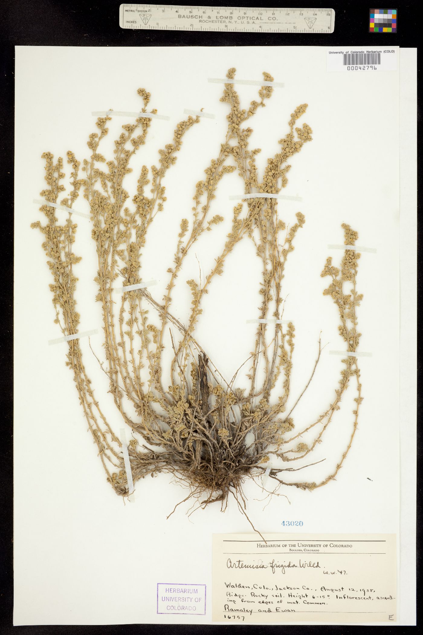 Artemisia frigida image