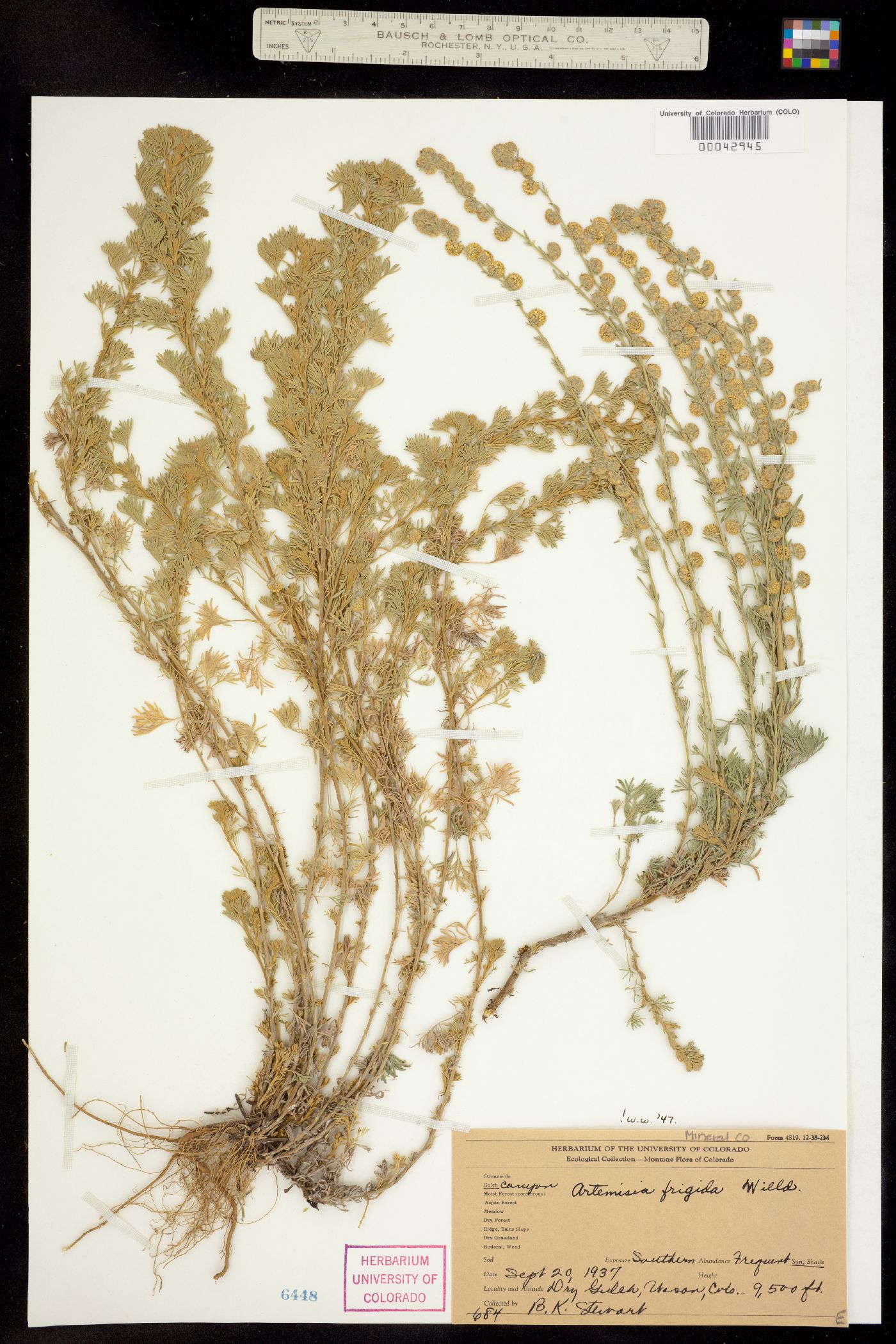 Artemisia image