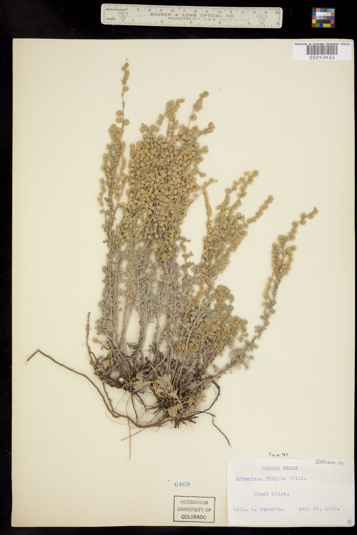 Artemisia image