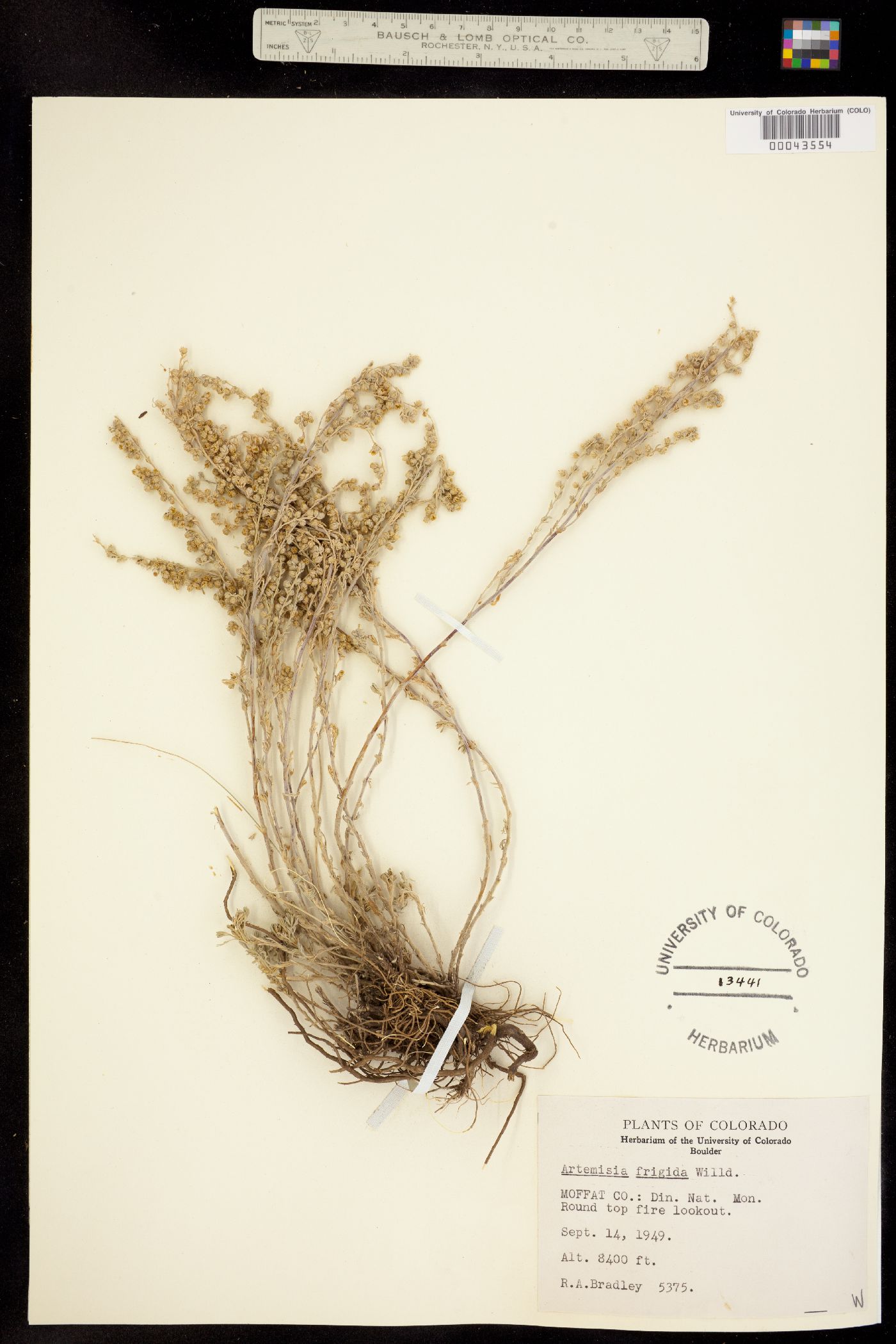 Artemisia frigida image