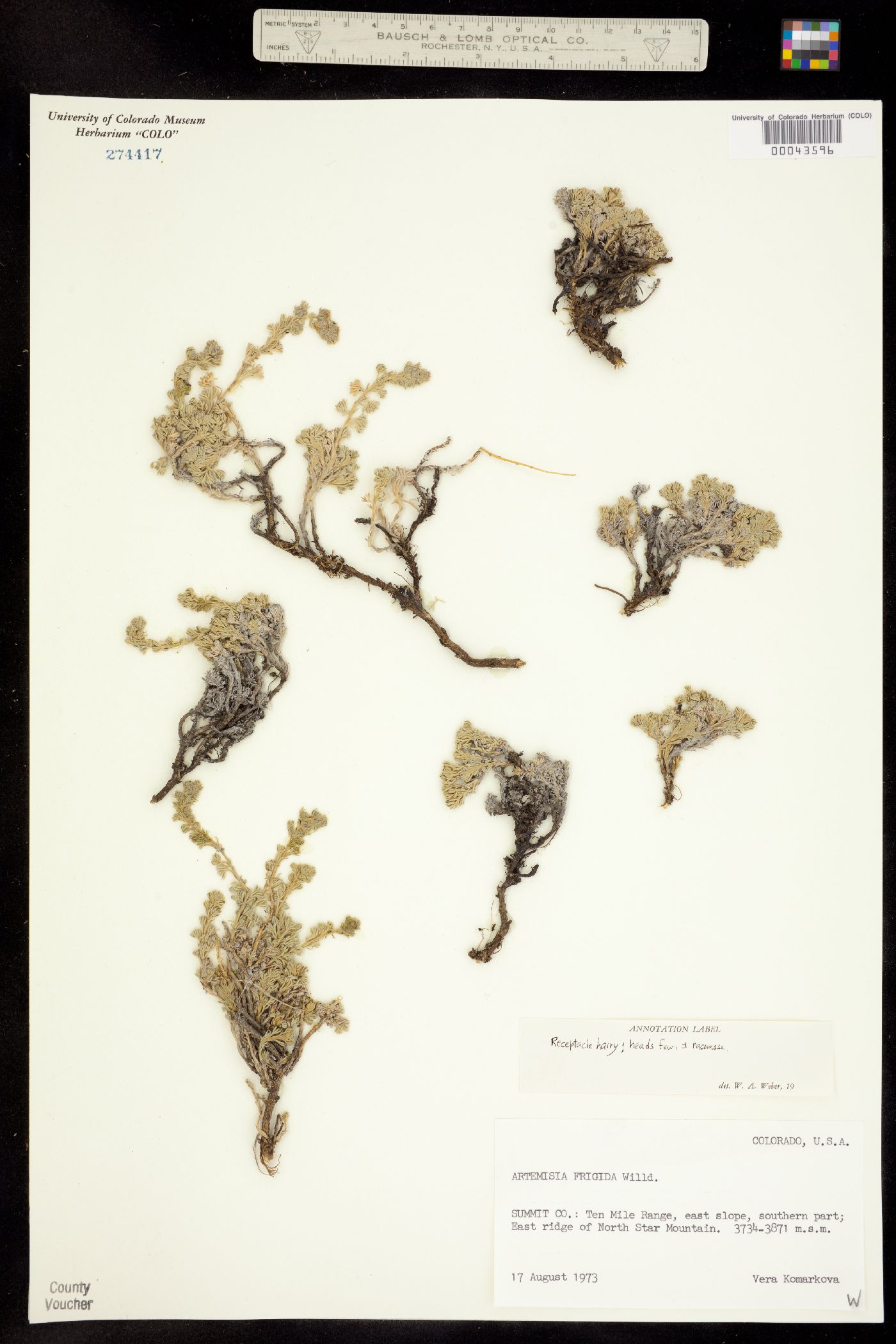 Artemisia image