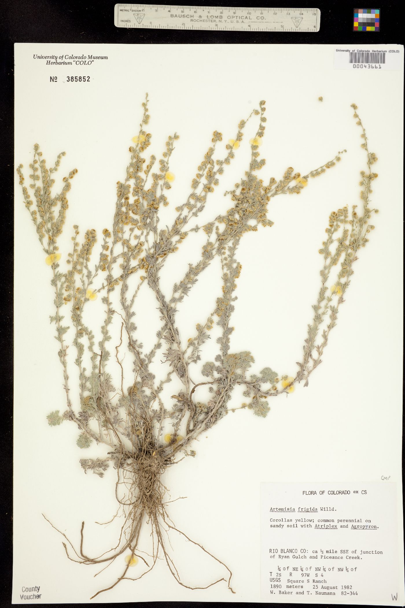 Artemisia frigida image