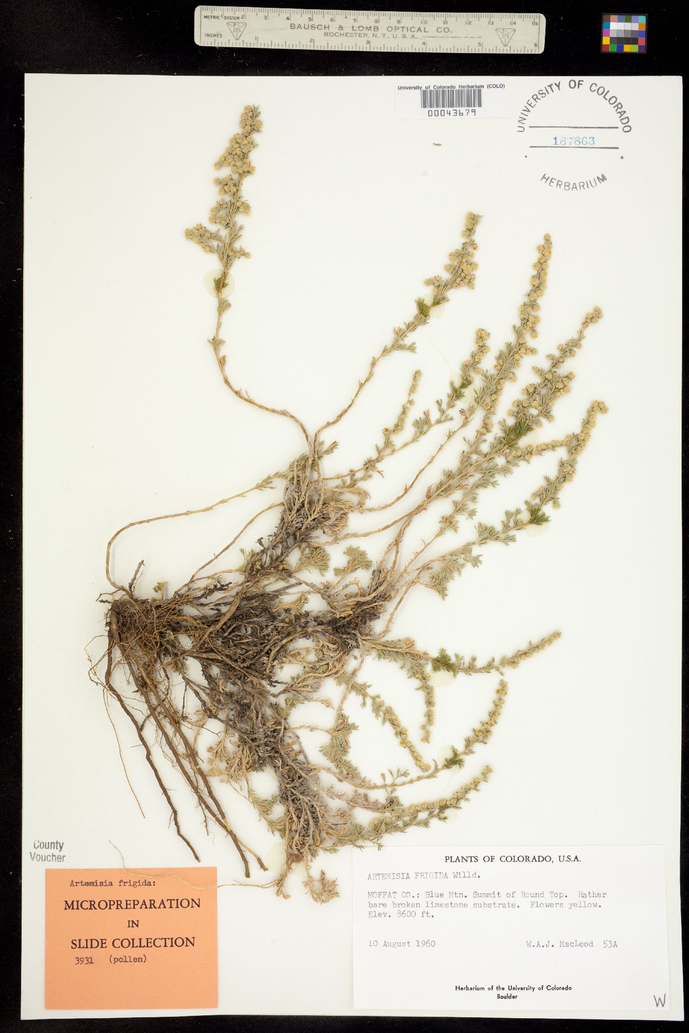 Artemisia frigida image
