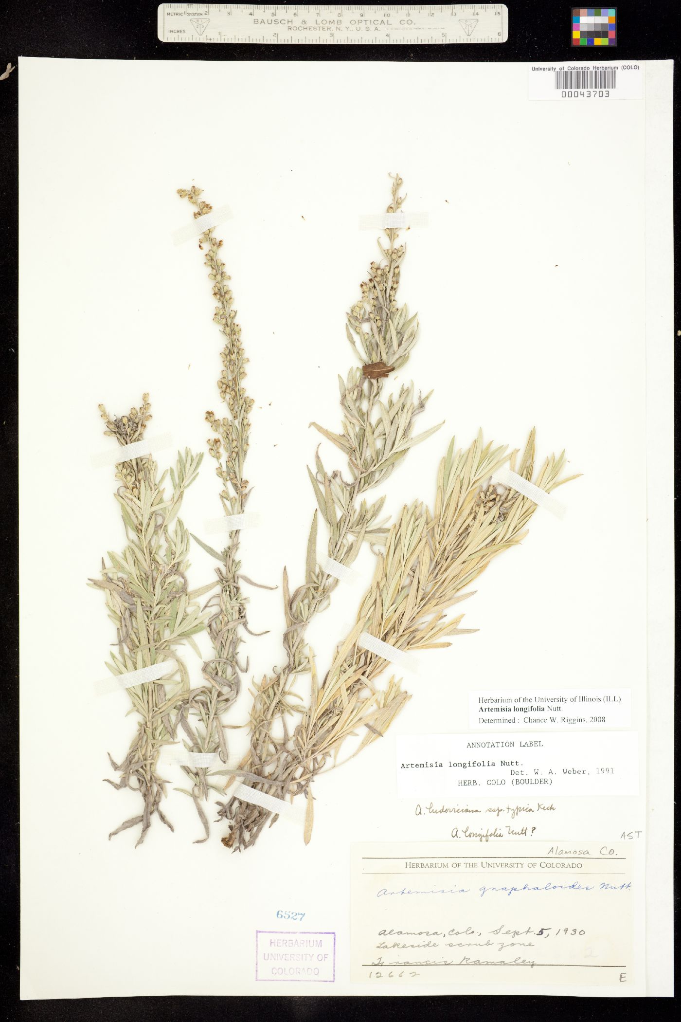 Artemisia longifolia image