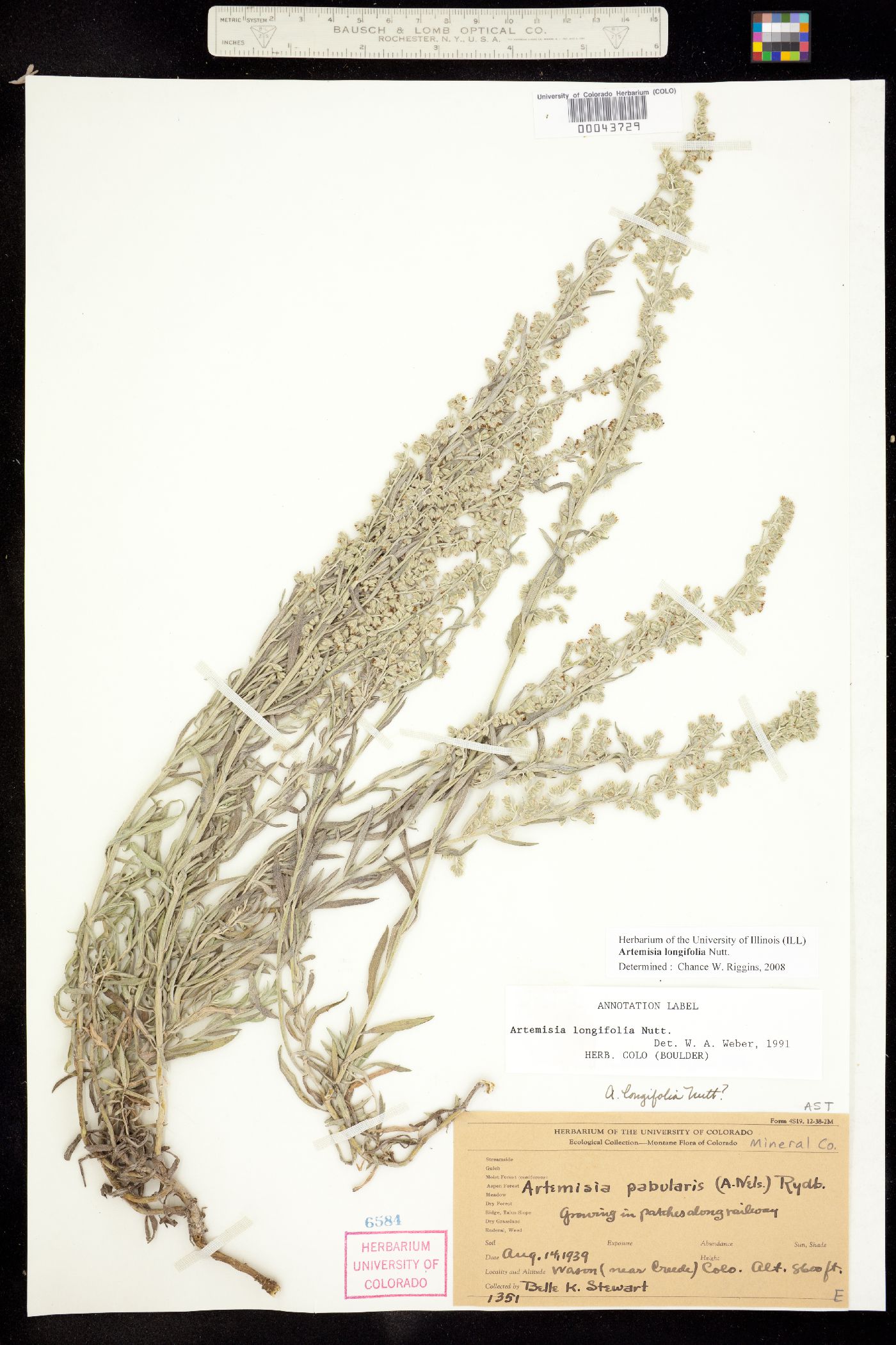 Artemisia longifolia image