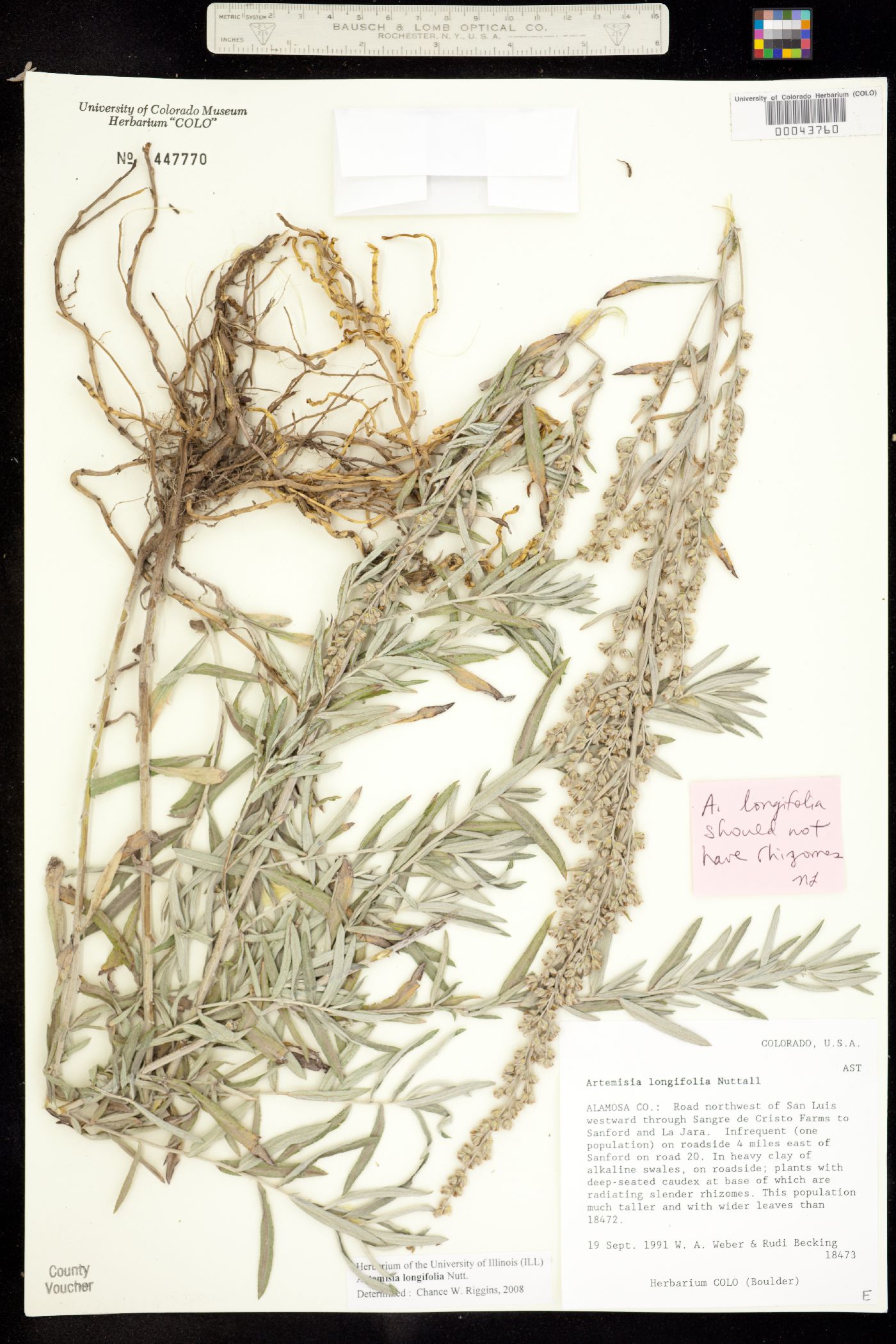 Artemisia longifolia image