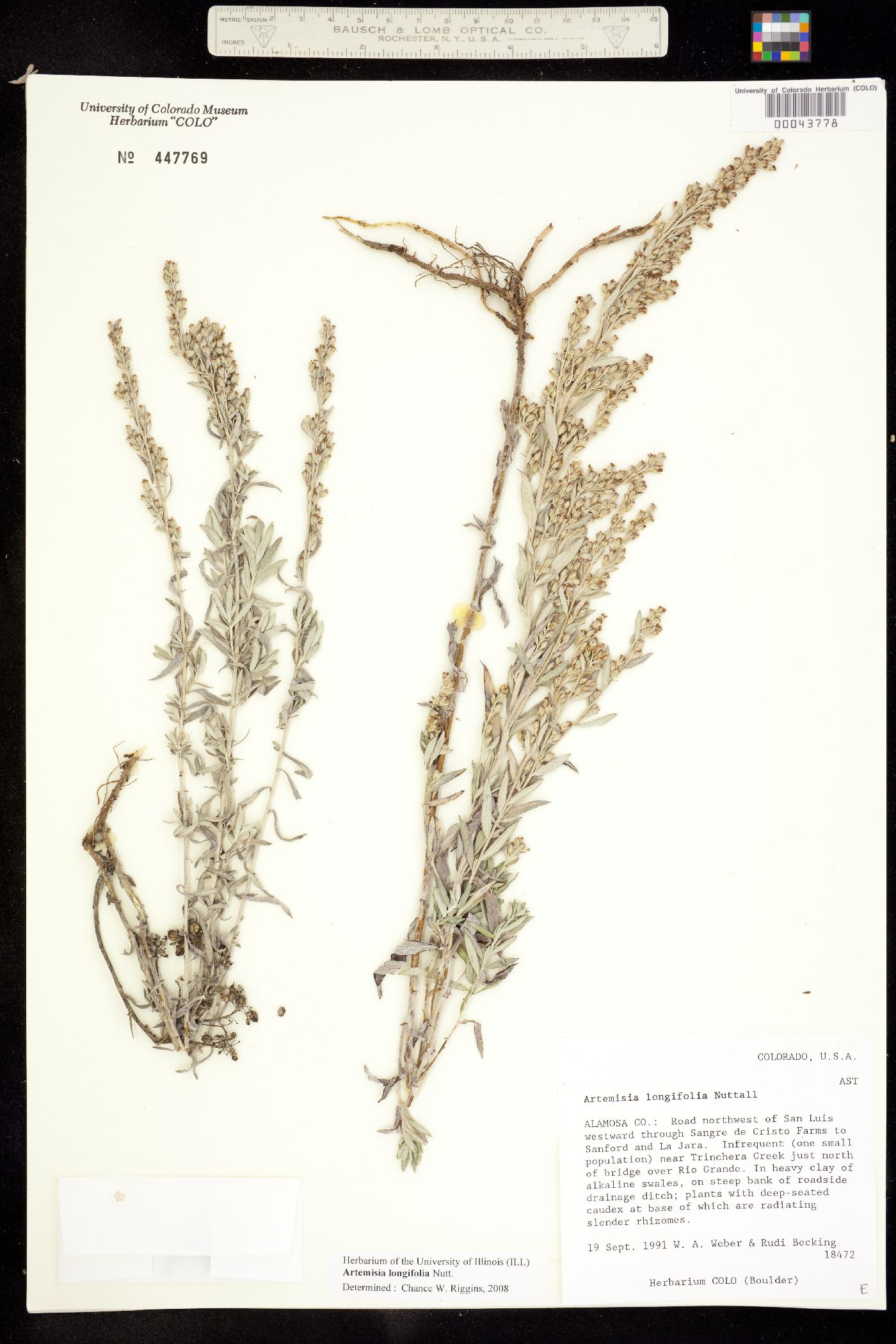 Artemisia longifolia image