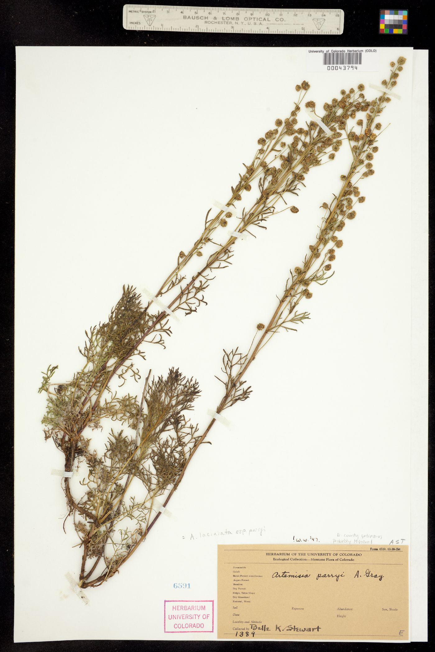 Artemisia laciniata ssp. parryi image