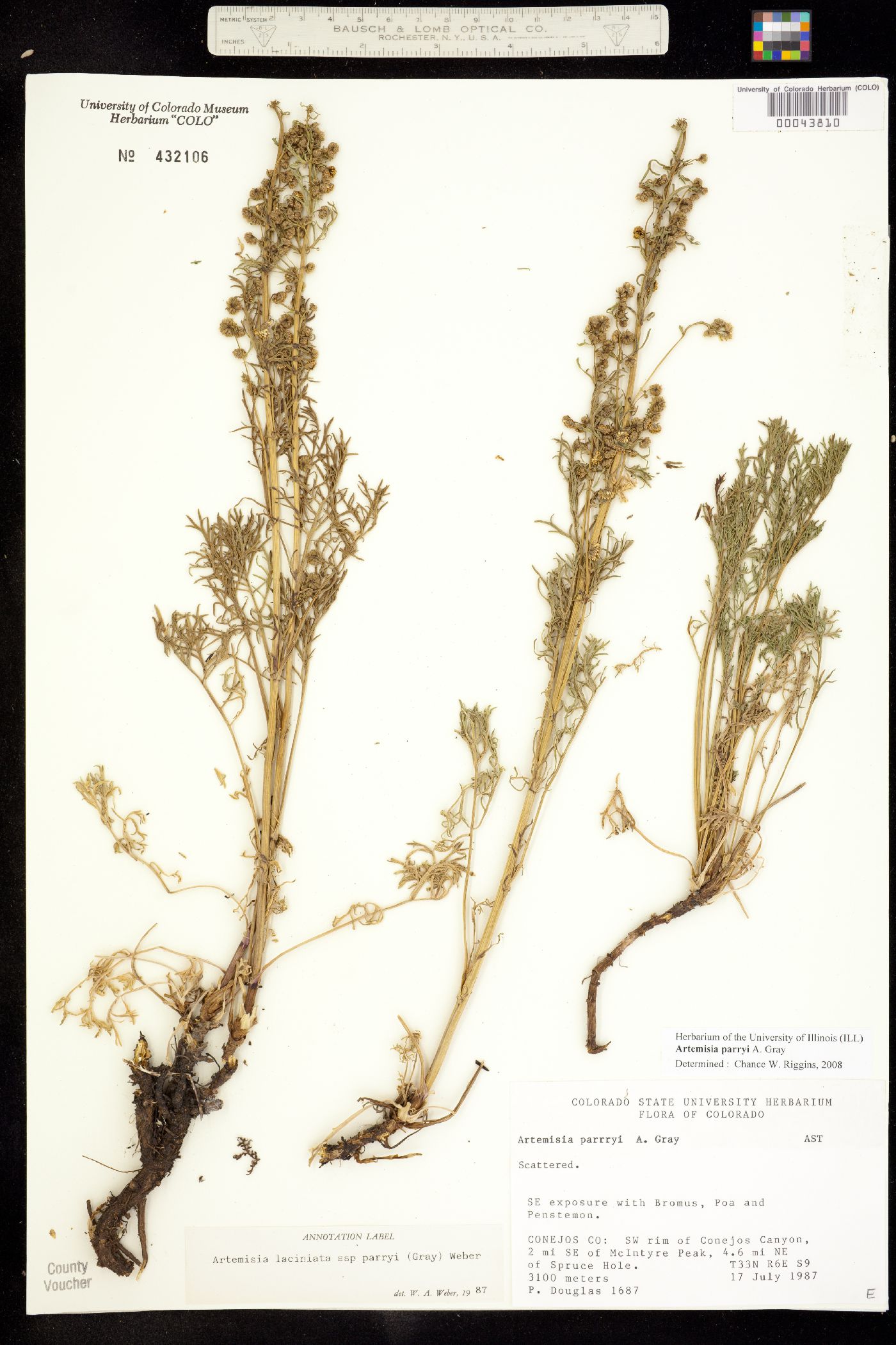 Artemisia laciniata ssp. parryi image