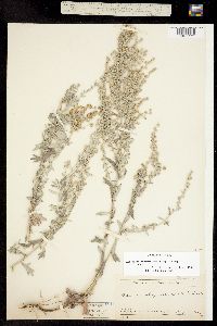 Artemisia ludoviciana ssp. incompta image