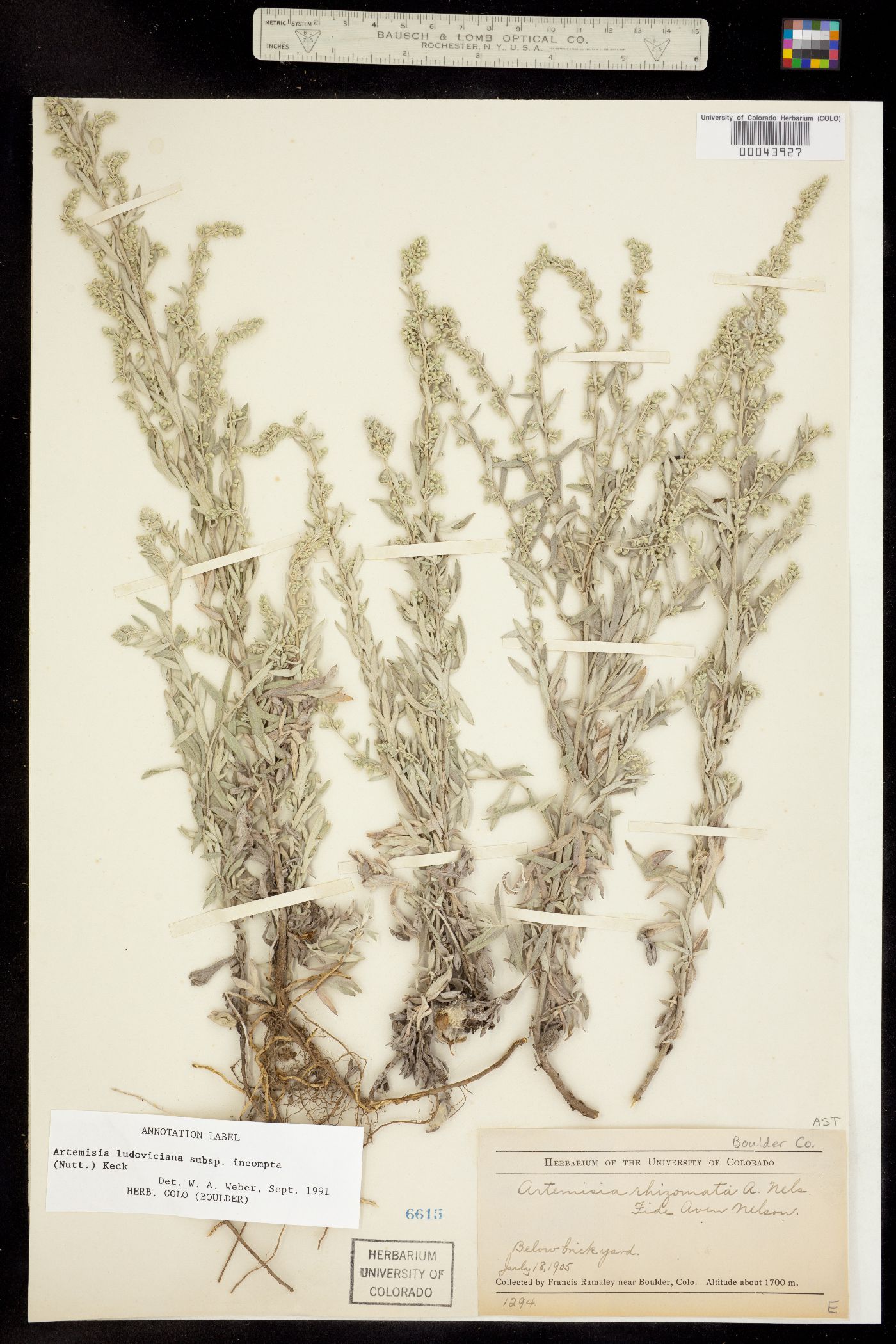 Artemisia ludoviciana subsp. incompta image