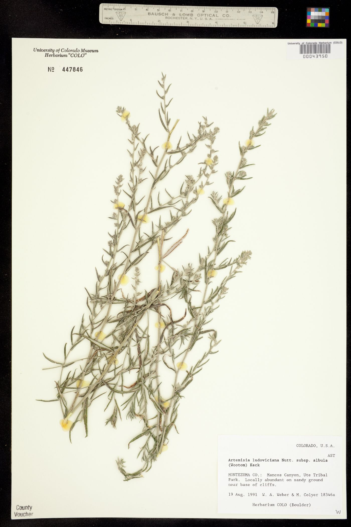 Artemisia ludoviciana ssp. albula image
