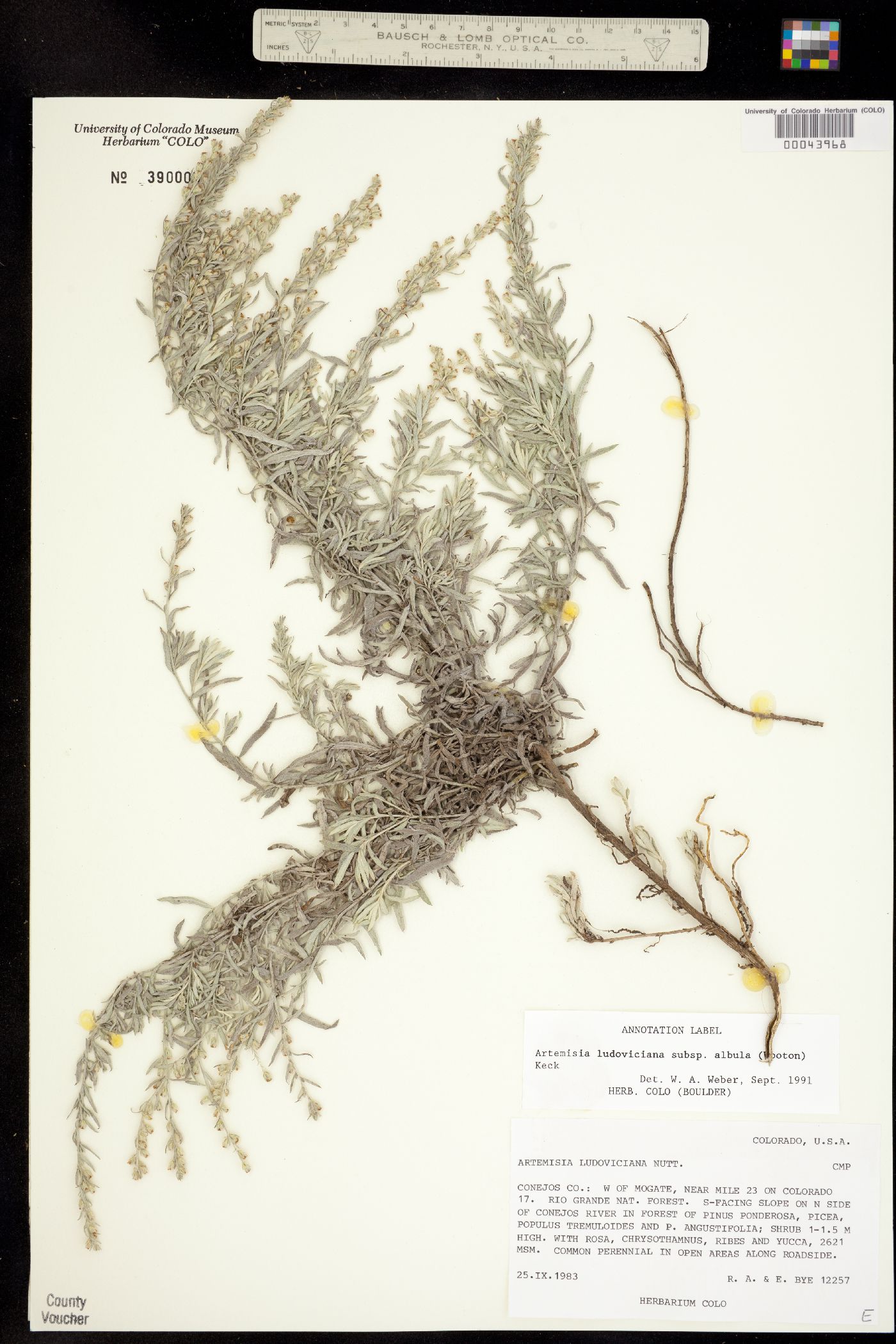Artemisia ludoviciana ssp. albula image