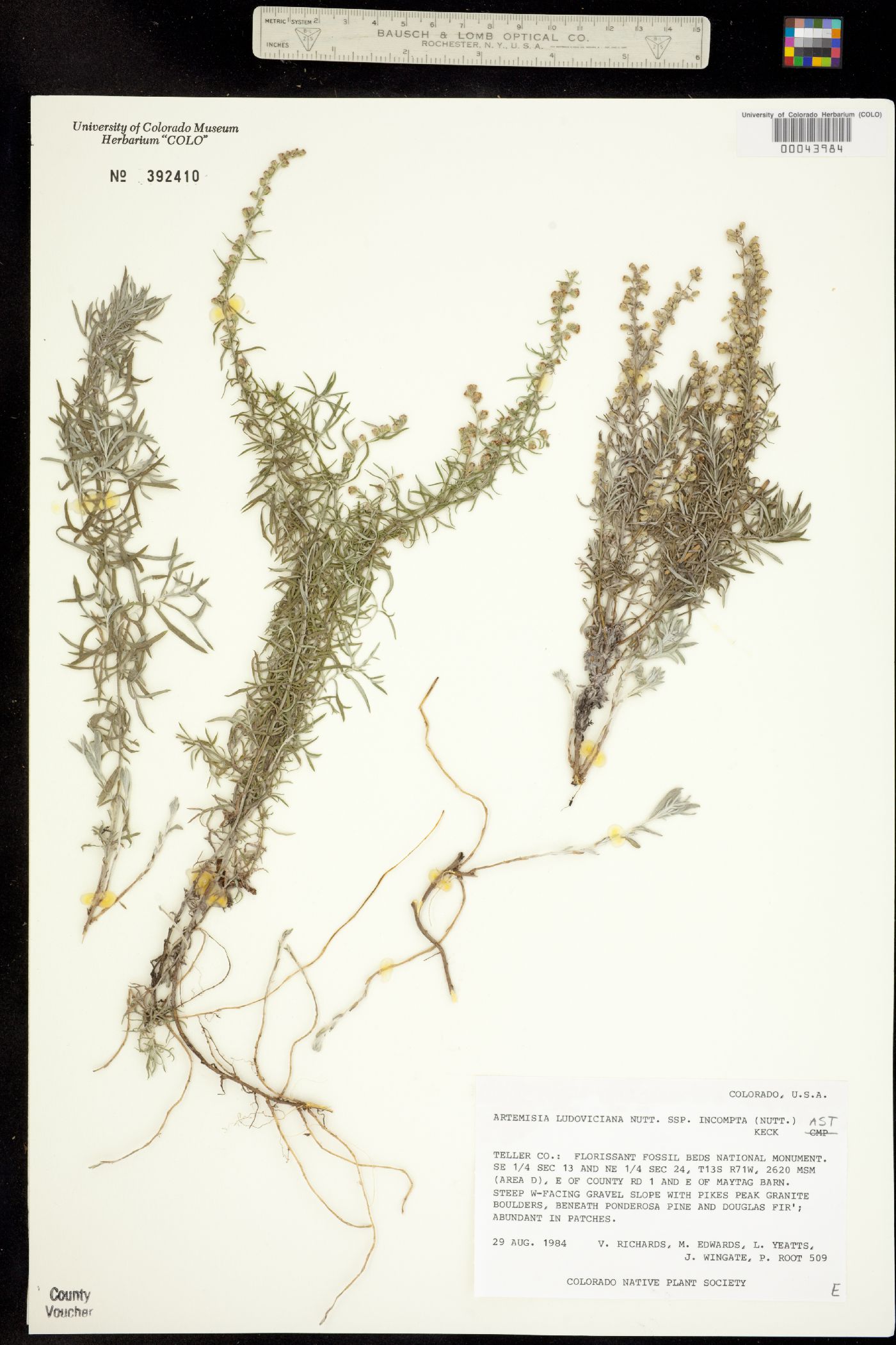 Artemisia ludoviciana ssp. incompta image