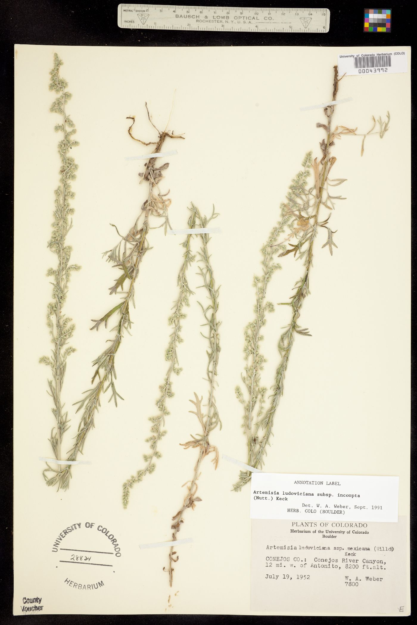 Artemisia ludoviciana subsp. incompta image