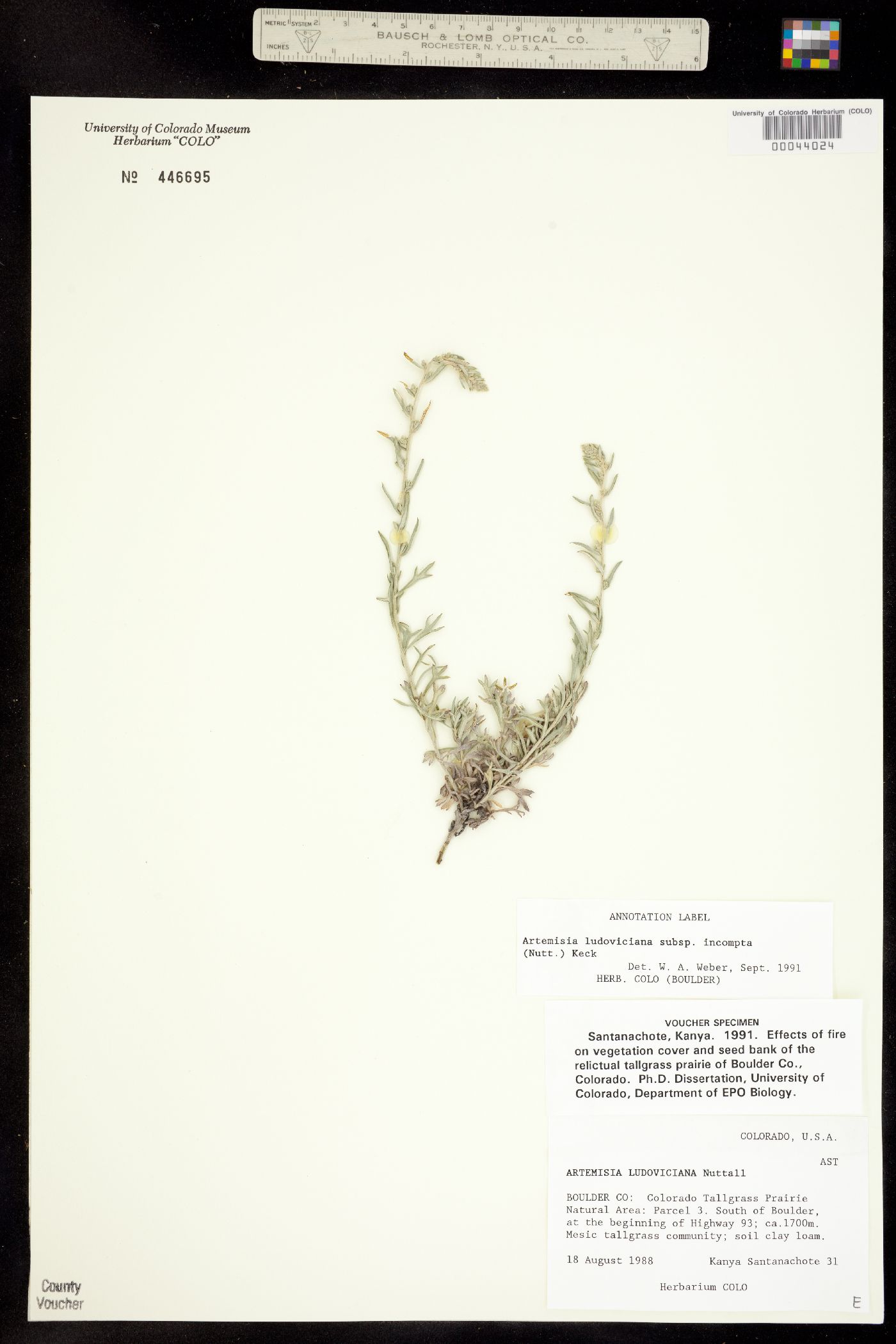 Artemisia ludoviciana subsp. incompta image