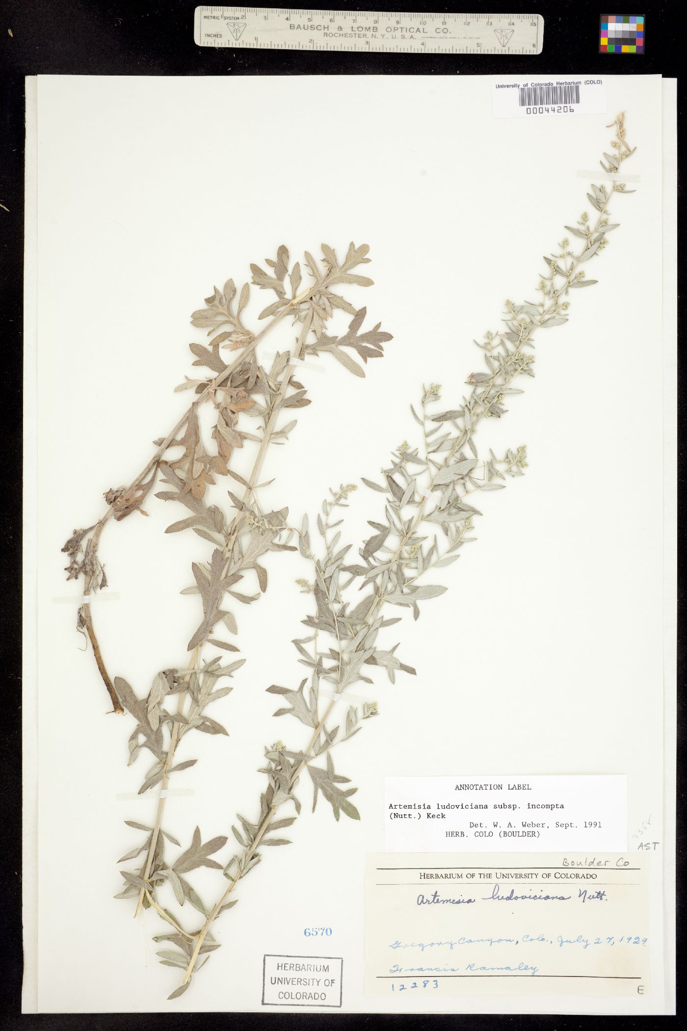 Artemisia ludoviciana ssp. incompta image