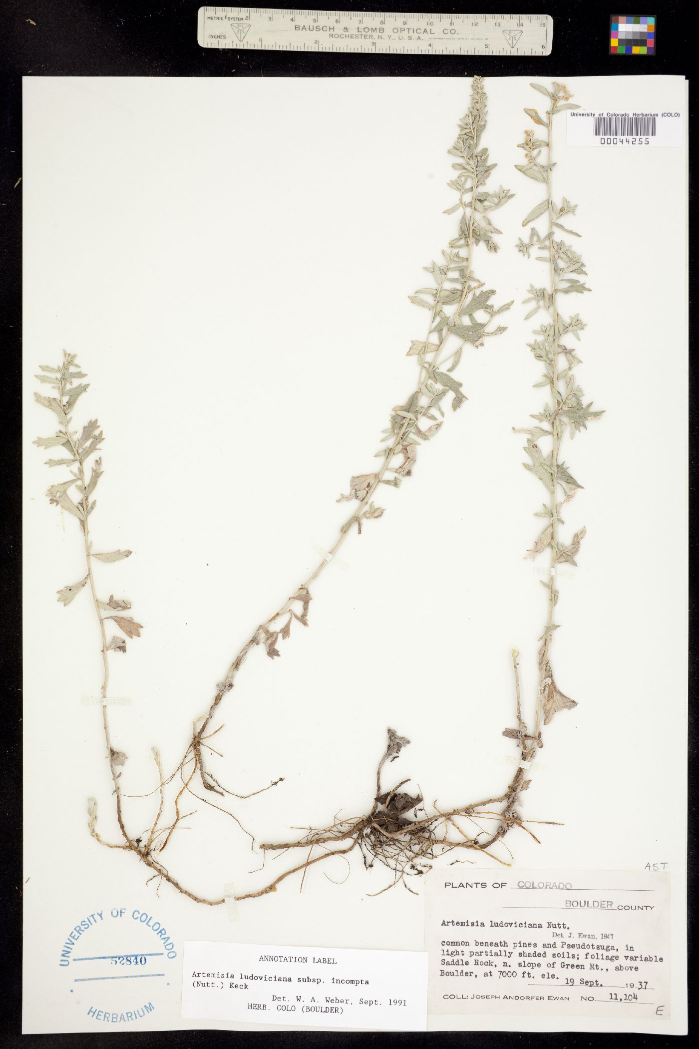 Artemisia ludoviciana ssp. incompta image