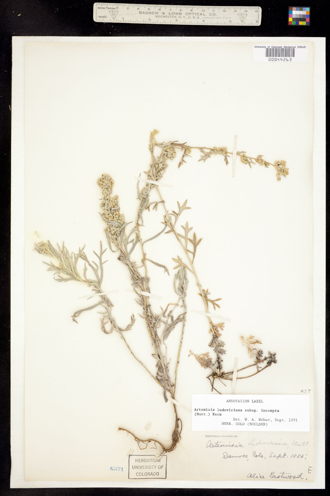 Artemisia ludoviciana ssp. incompta image