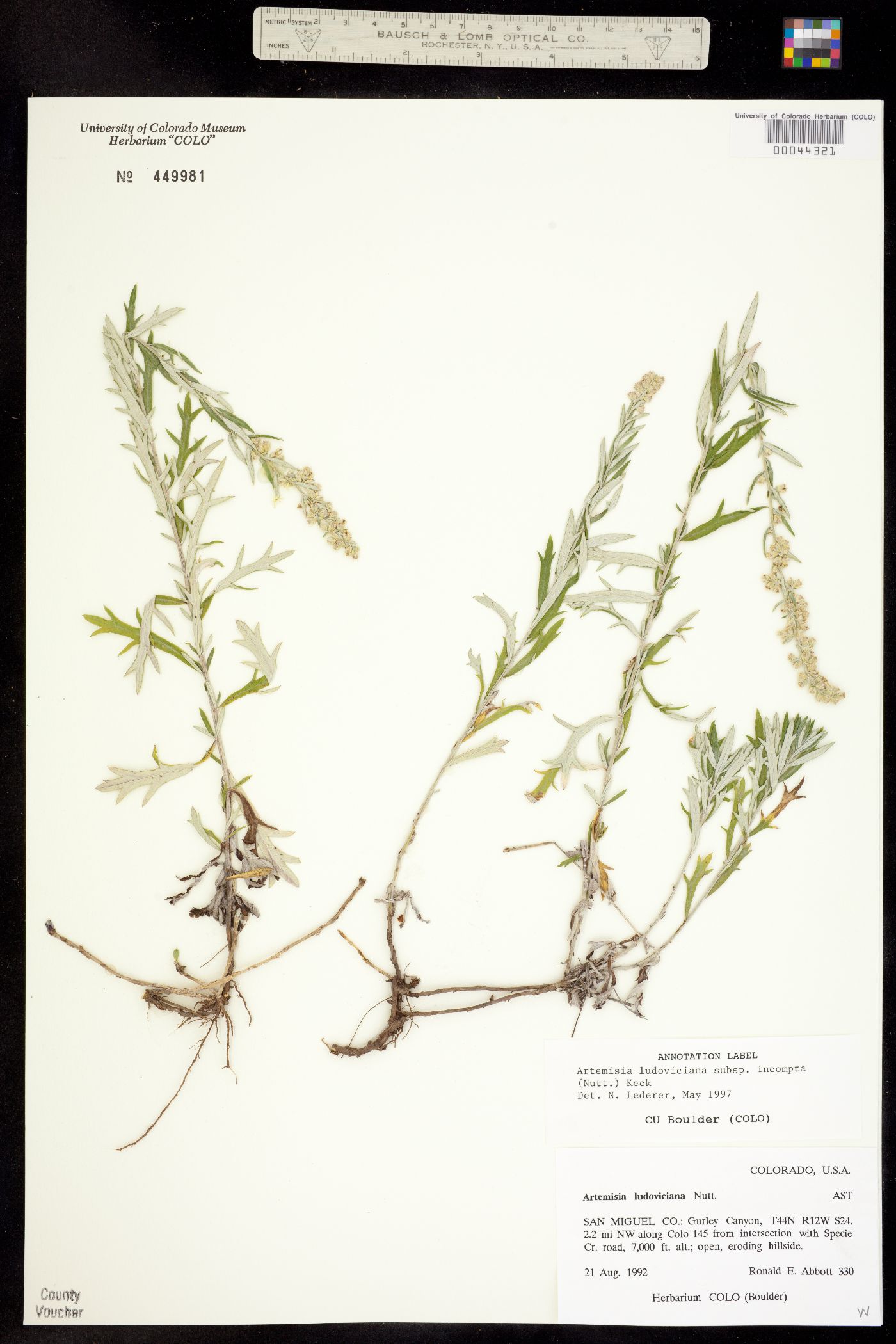 Artemisia ludoviciana ssp. incompta image