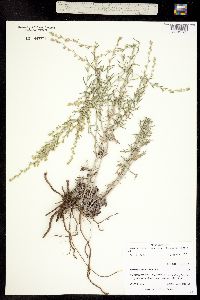 Artemisia ludoviciana ssp. incompta image