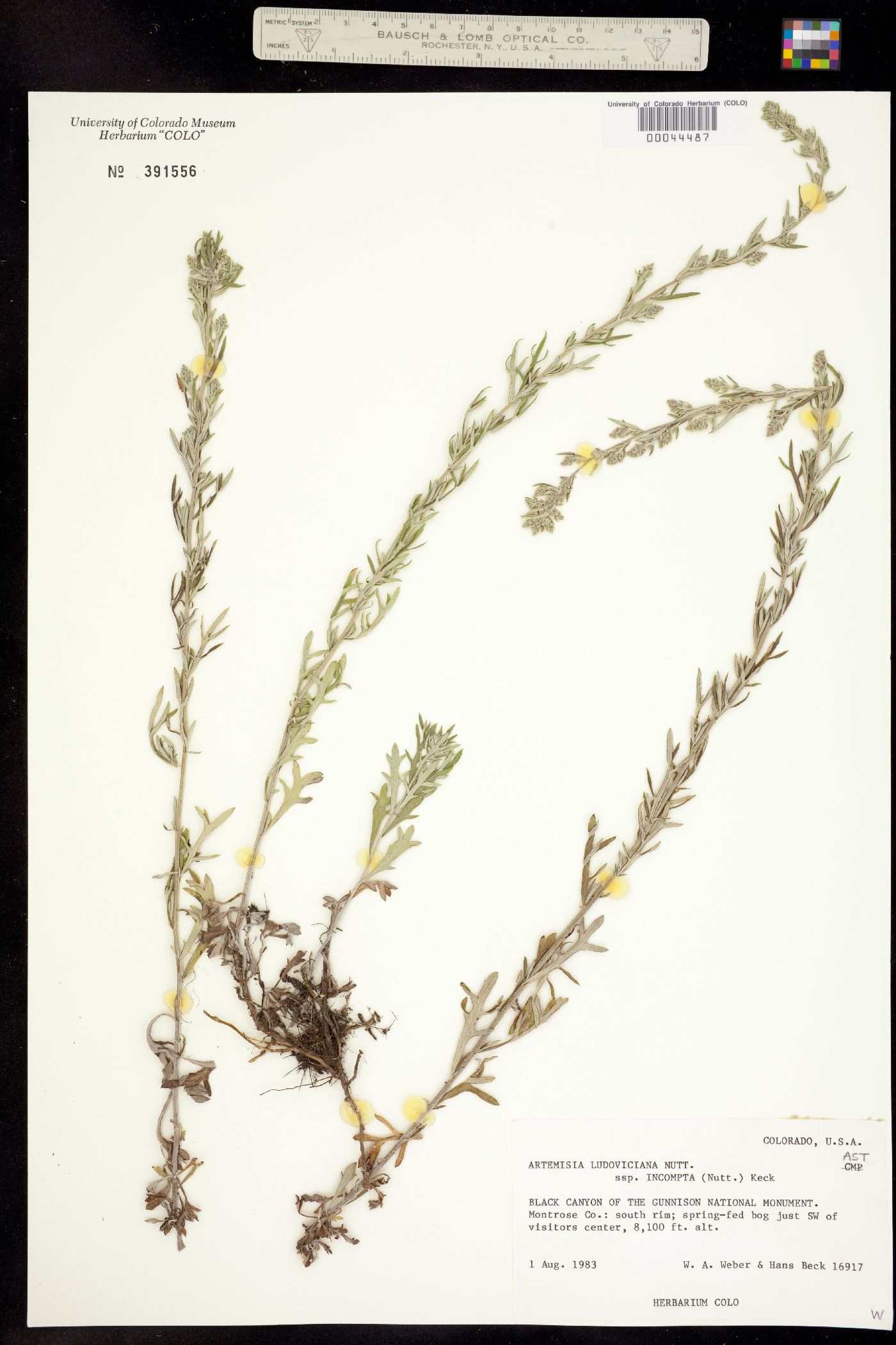 Artemisia ludoviciana ssp. incompta image