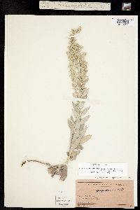 Artemisia ludoviciana ssp. ludoviciana image