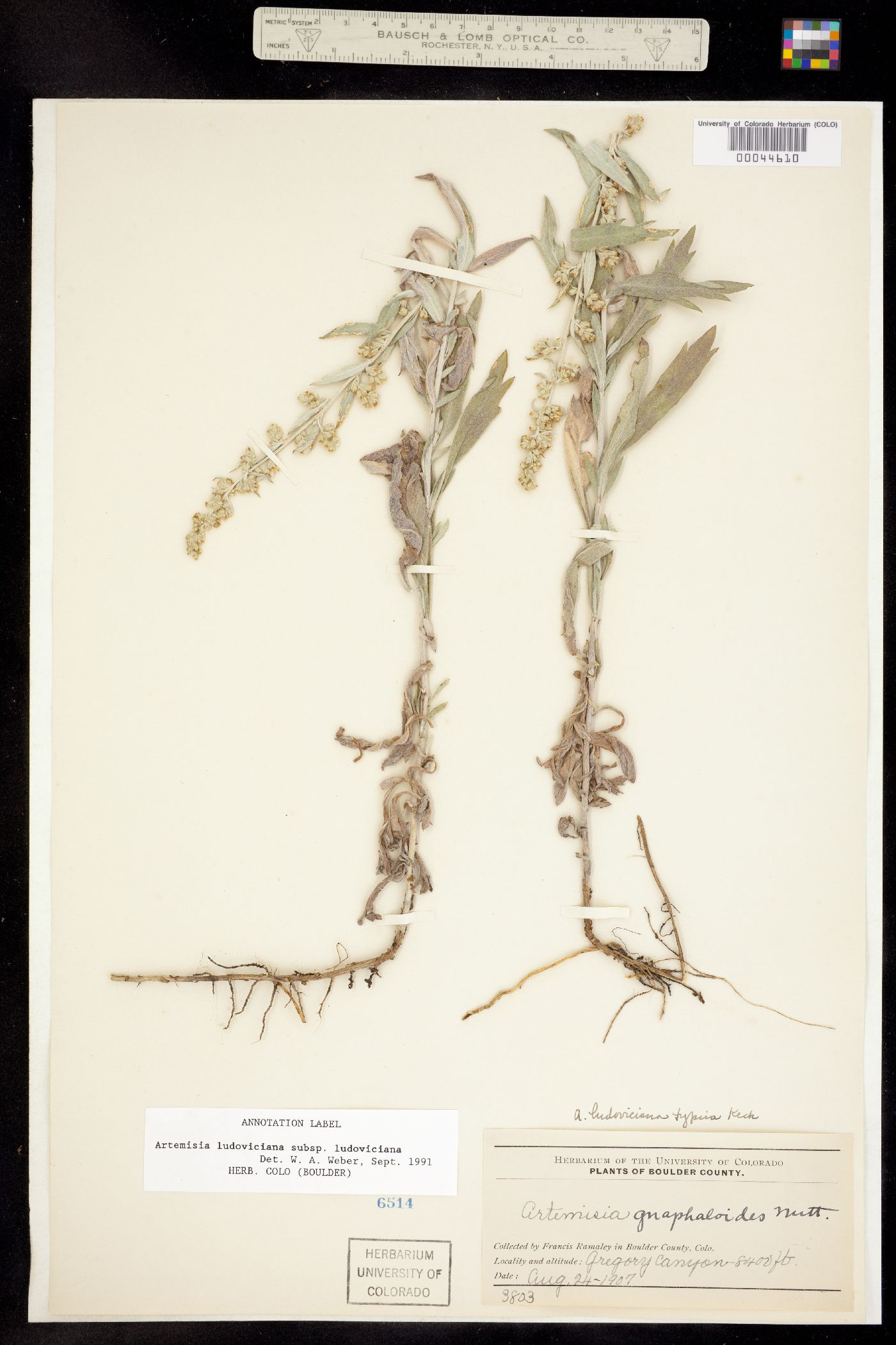 Artemisia ludoviciana ssp. ludoviciana image