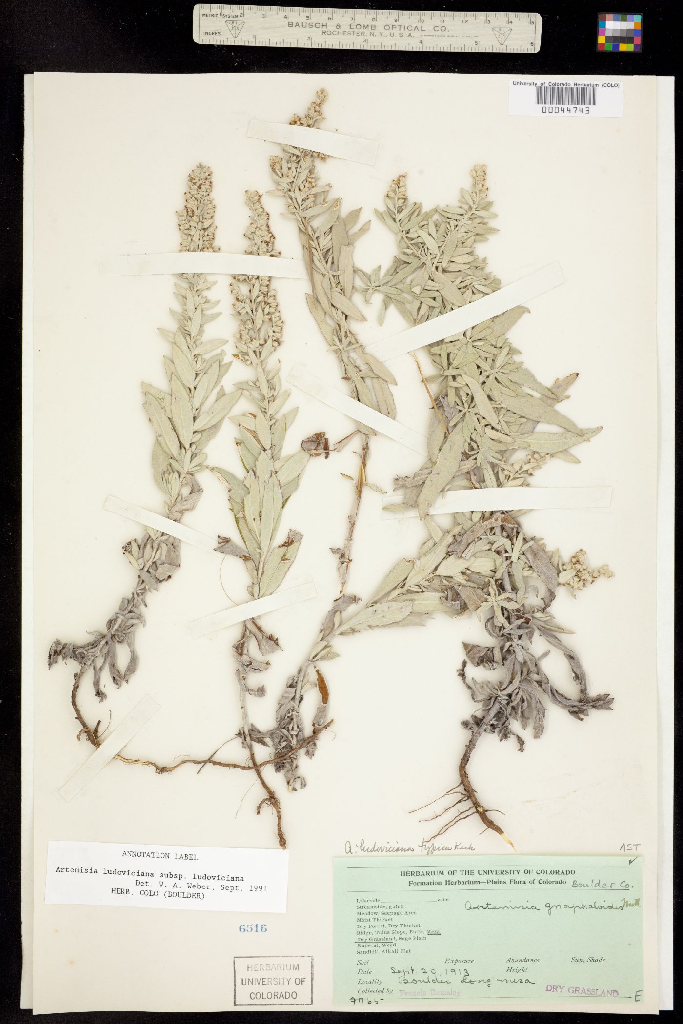 Artemisia ludoviciana ssp. ludoviciana image