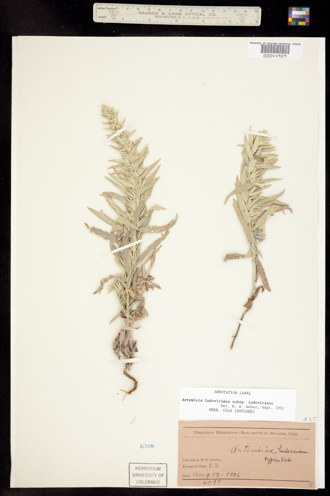 Artemisia ludoviciana ssp. ludoviciana image