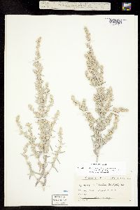 Artemisia ludoviciana ssp. ludoviciana image