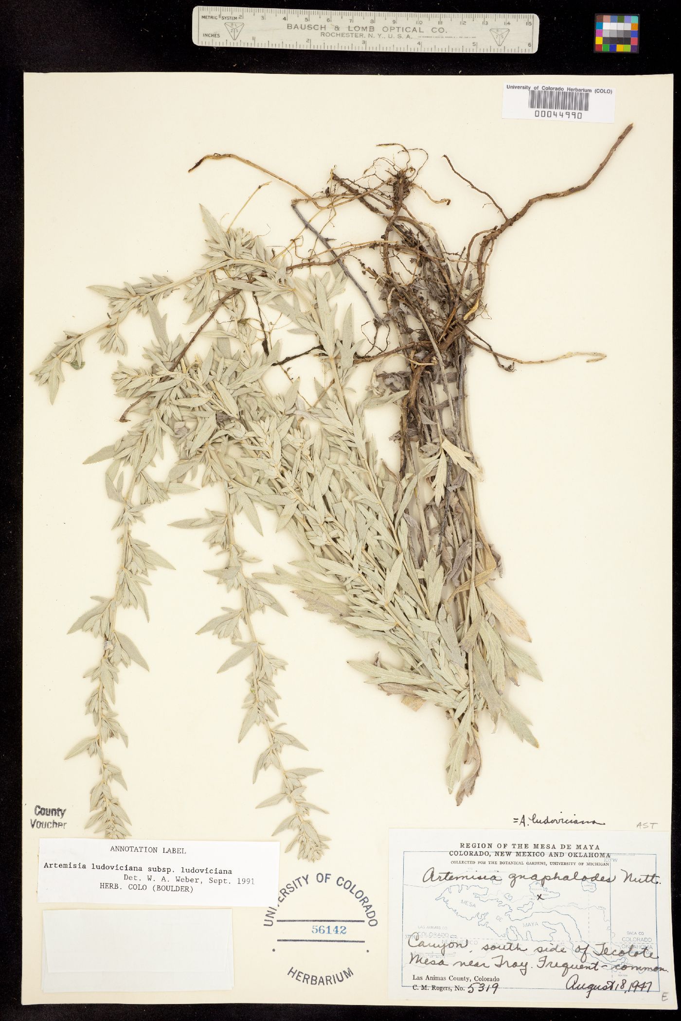 Artemisia ludoviciana ssp. ludoviciana image