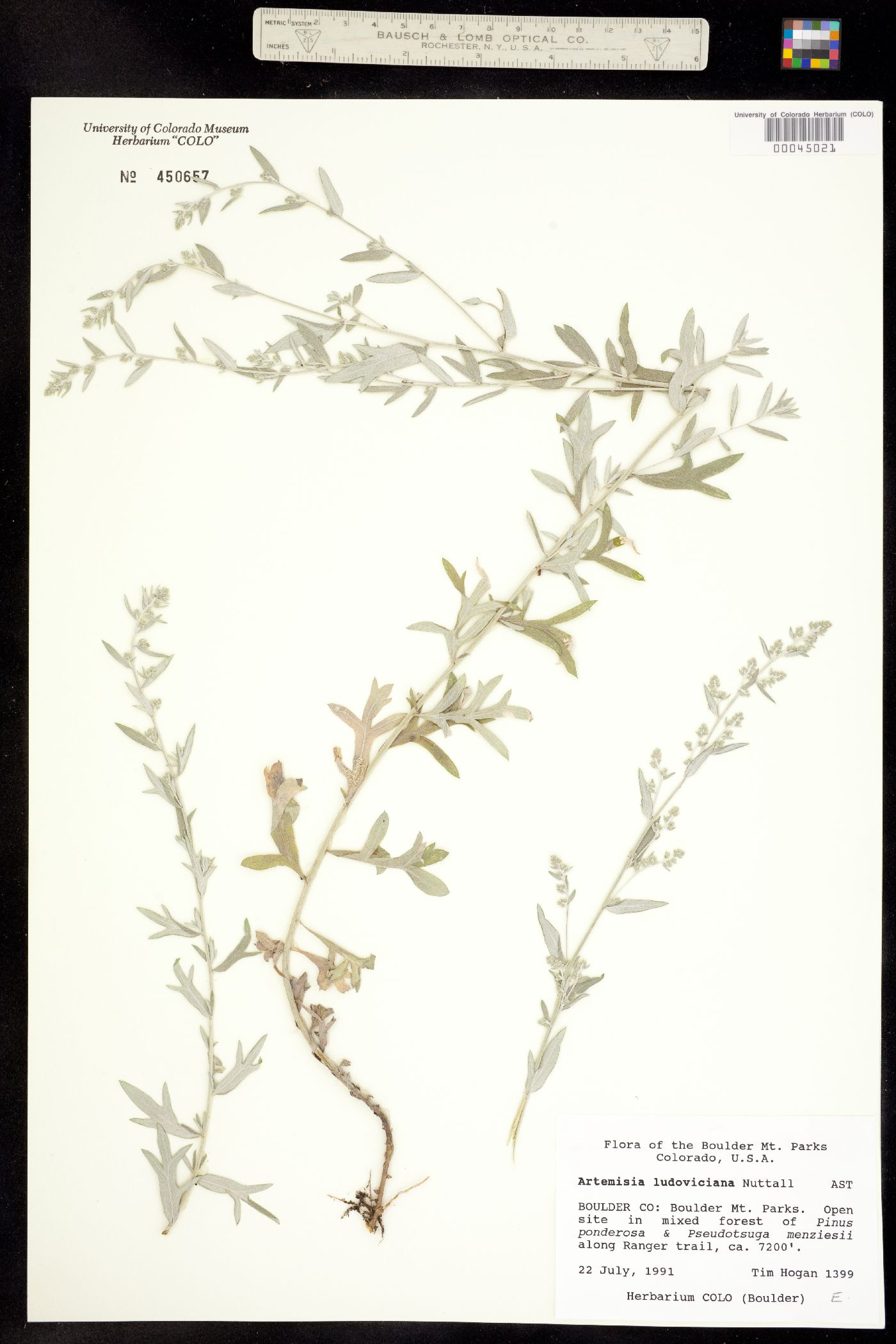 Artemisia ludoviciana ssp. ludoviciana image
